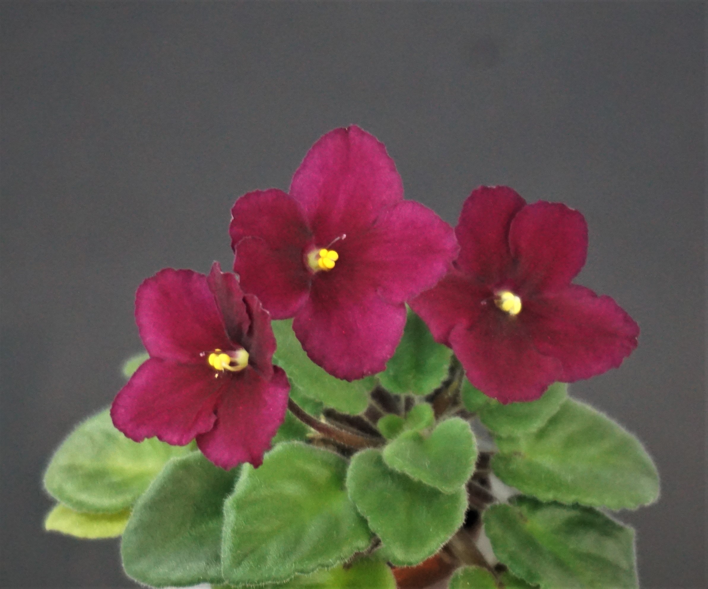 Jolly Mars (H. Pittman)