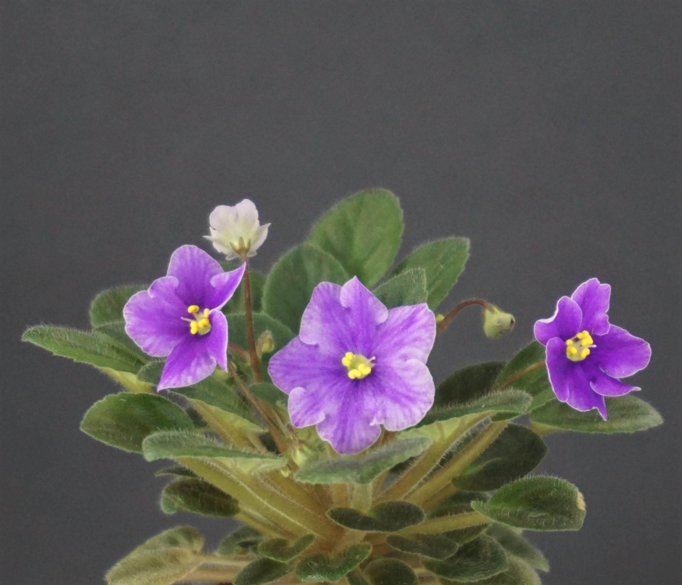 Lavender Rage (H. Pittman)