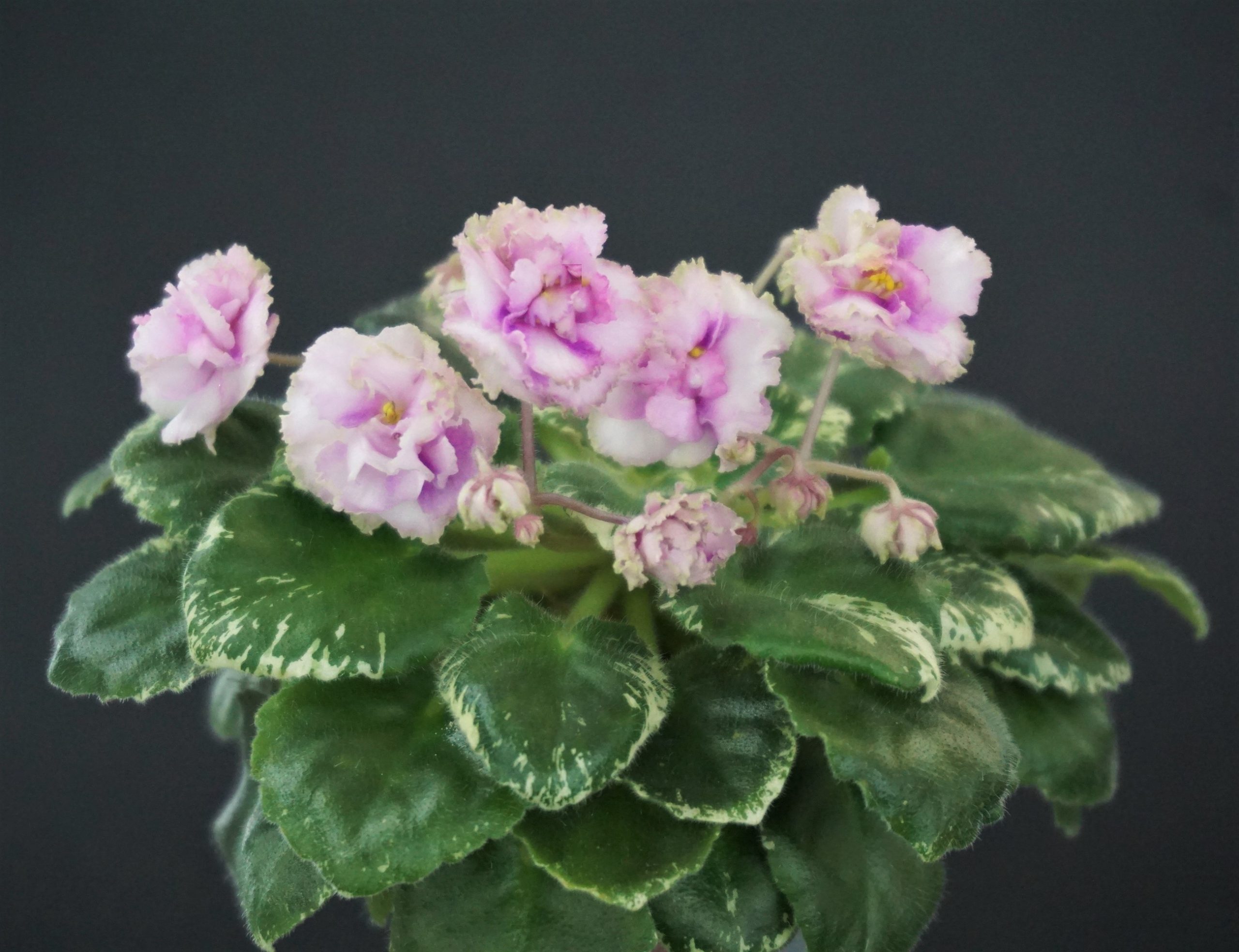 Morgan's Bibighar (C.Eros)