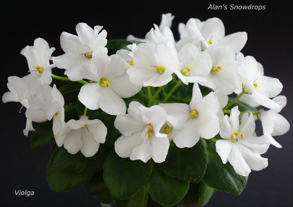 Alan's Snowdrops (A.Murphy)