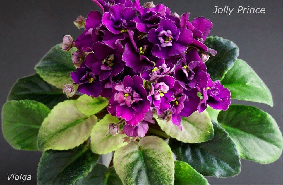 Jolly Prince (H.Pittman)