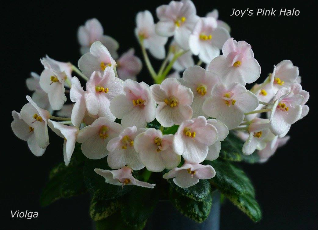 Joy's Pink Halo (D.Hoover)