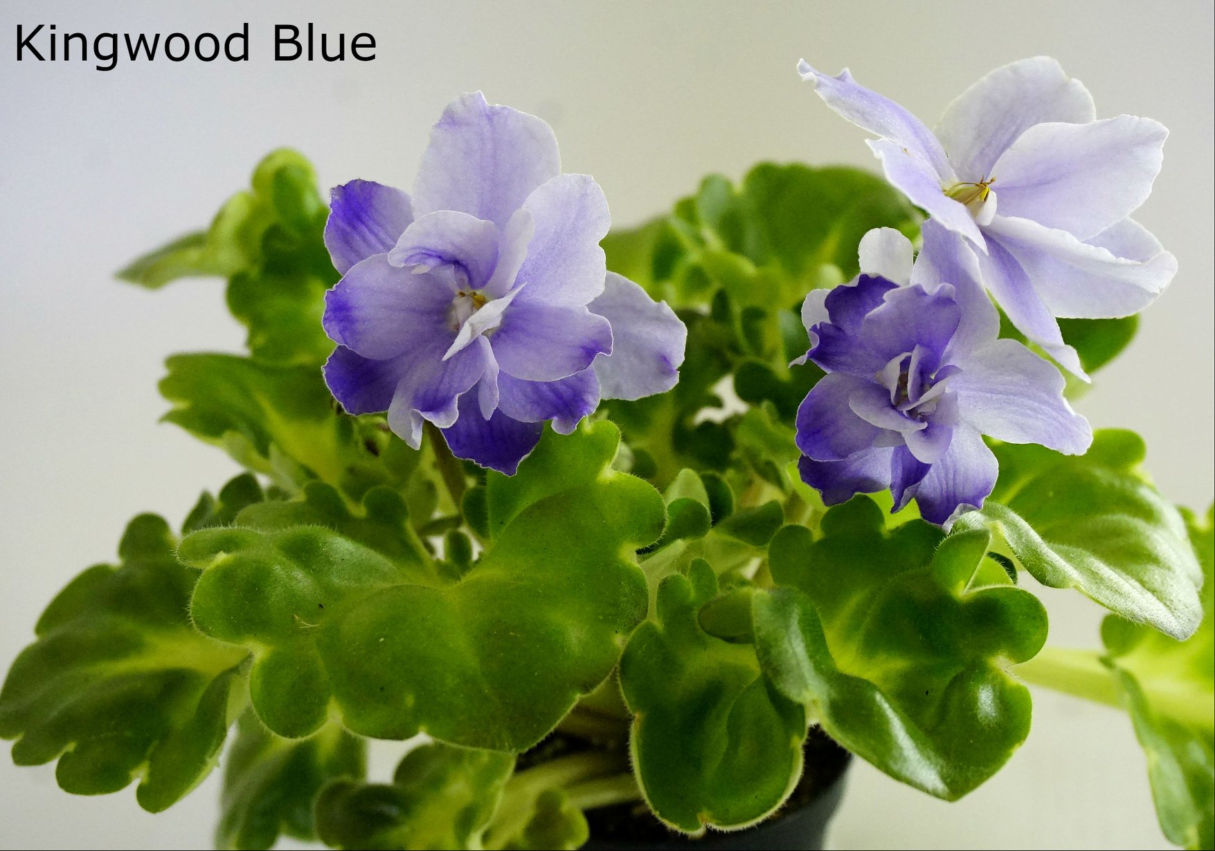 Kingwood Blue (Eyerdom)