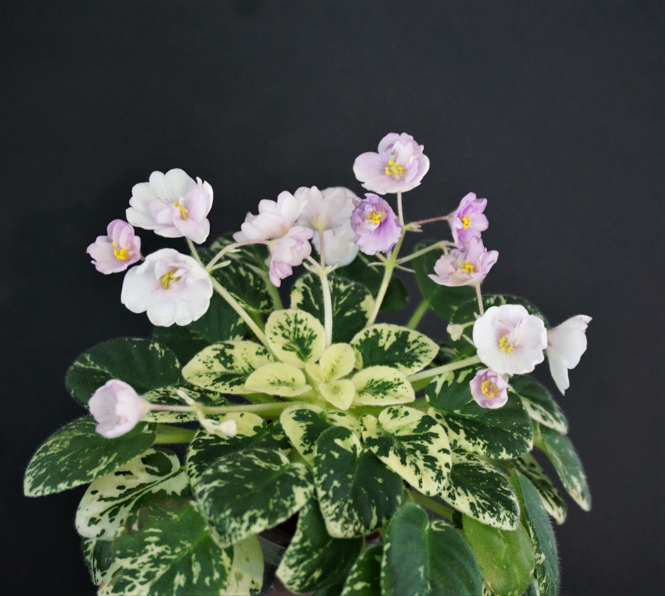 Kentucky Baby Bells (D.Rollins)
