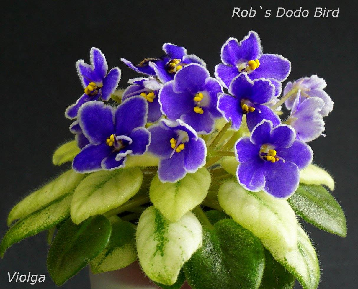 Rob's Dodo Bird (R. Robinson)