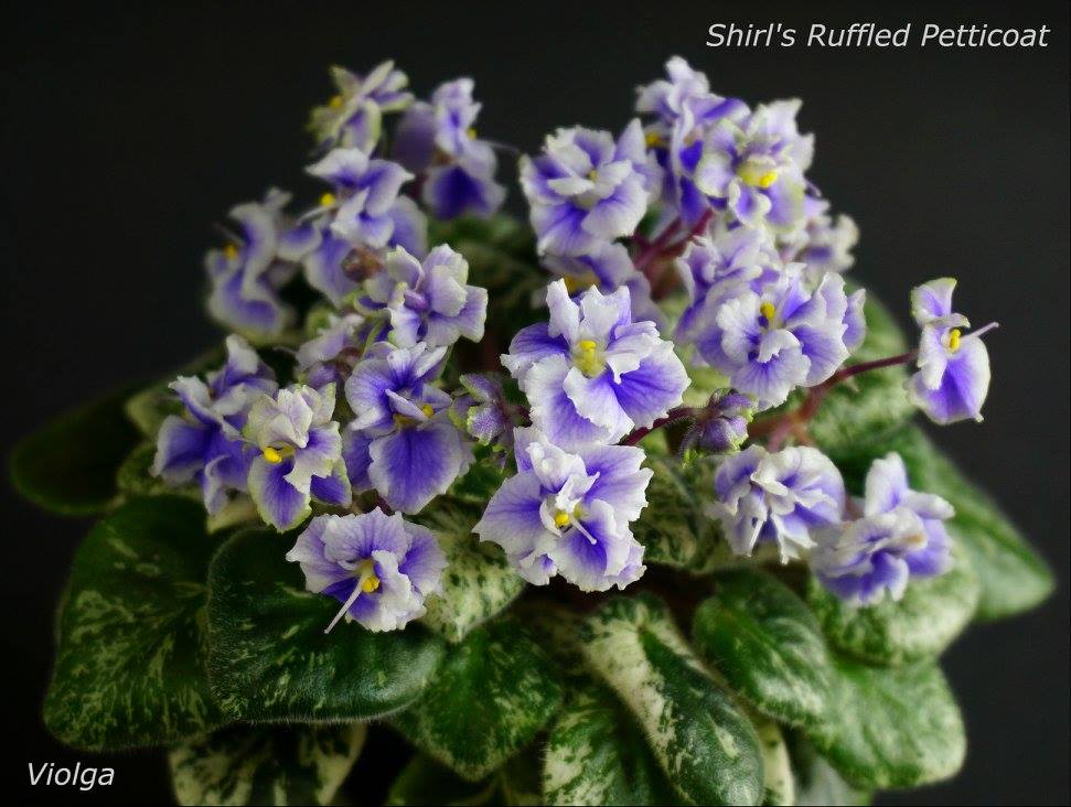 Shirl's Ruffled Petticoat (S.Sanders)