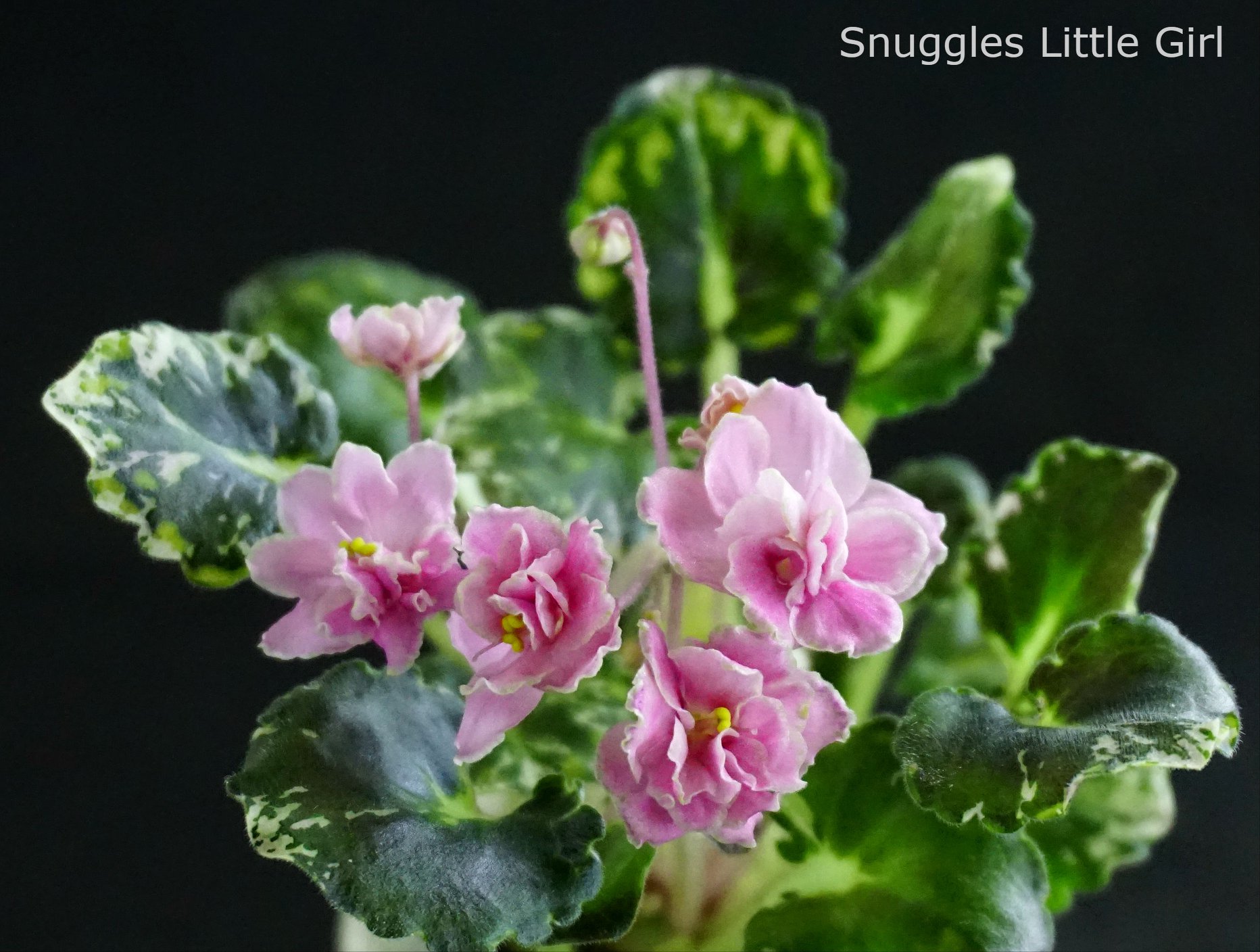 Snuggles Little Girl (S. Sorano)