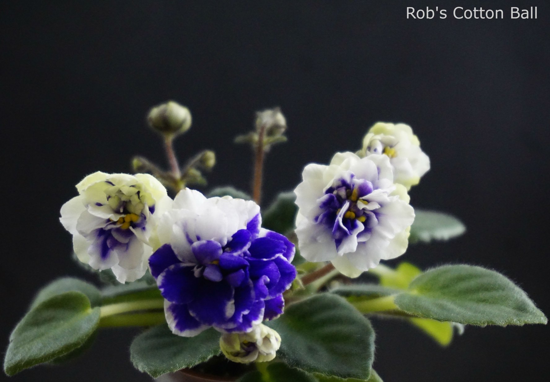 Rob`s Cotton Ball (R. Robinson)
