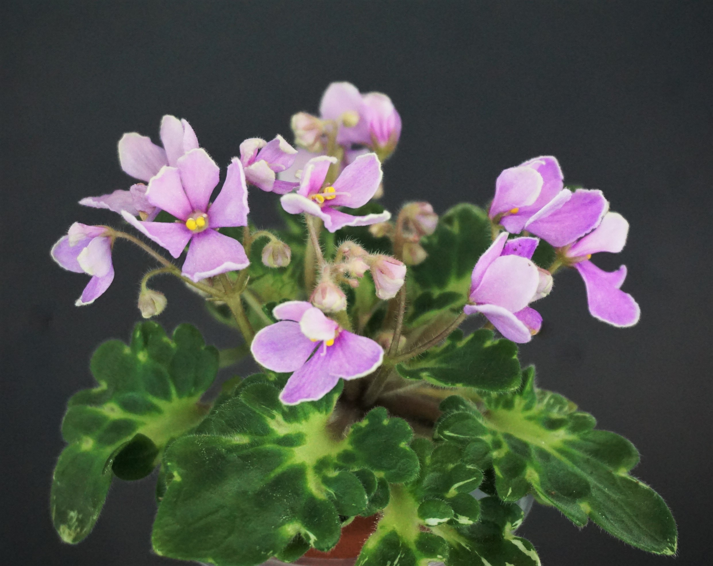 Vi-Lac Rose (I.Viblaya)