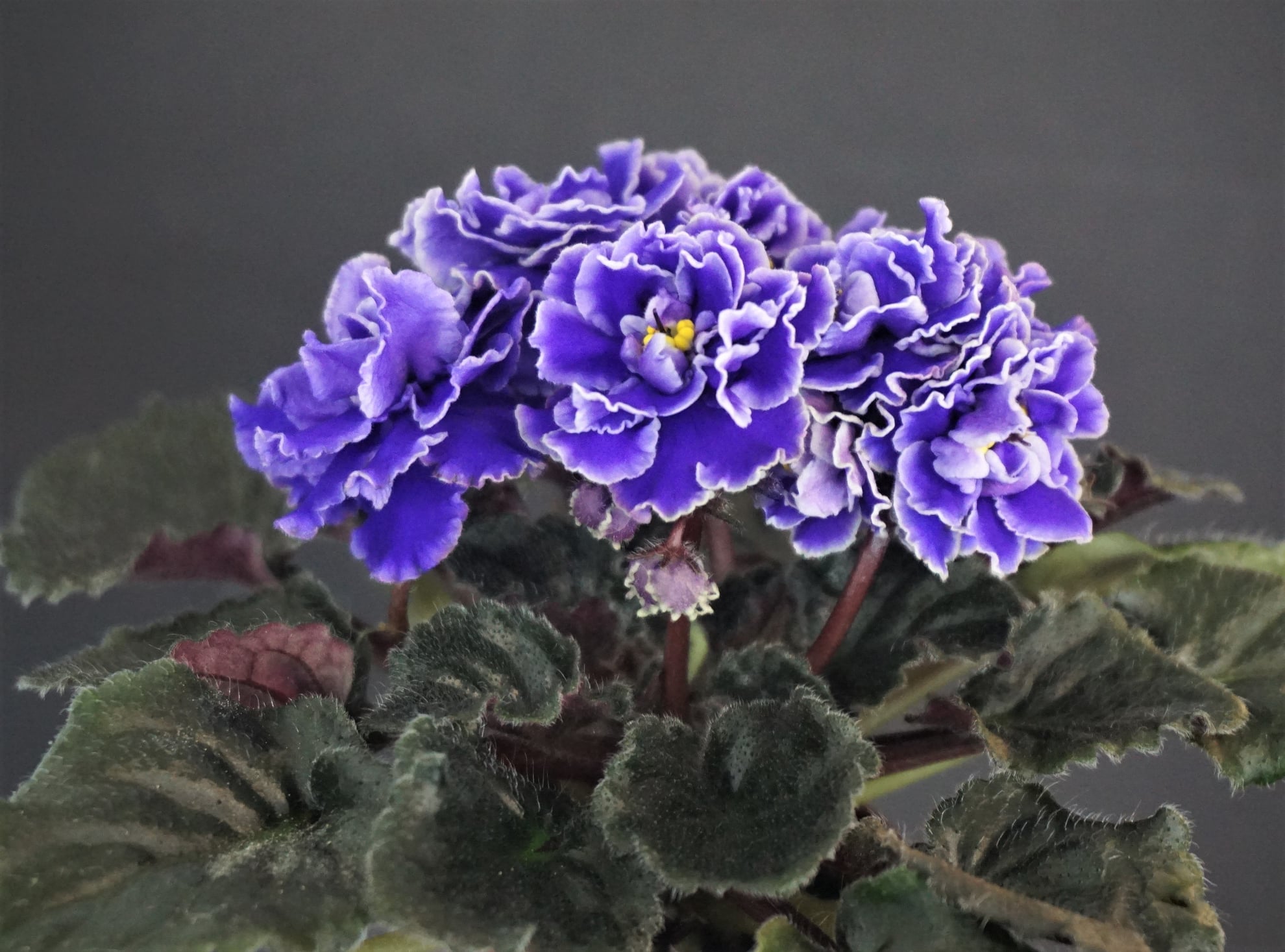 Lyon's Little Sweetheart (S. Sorano)