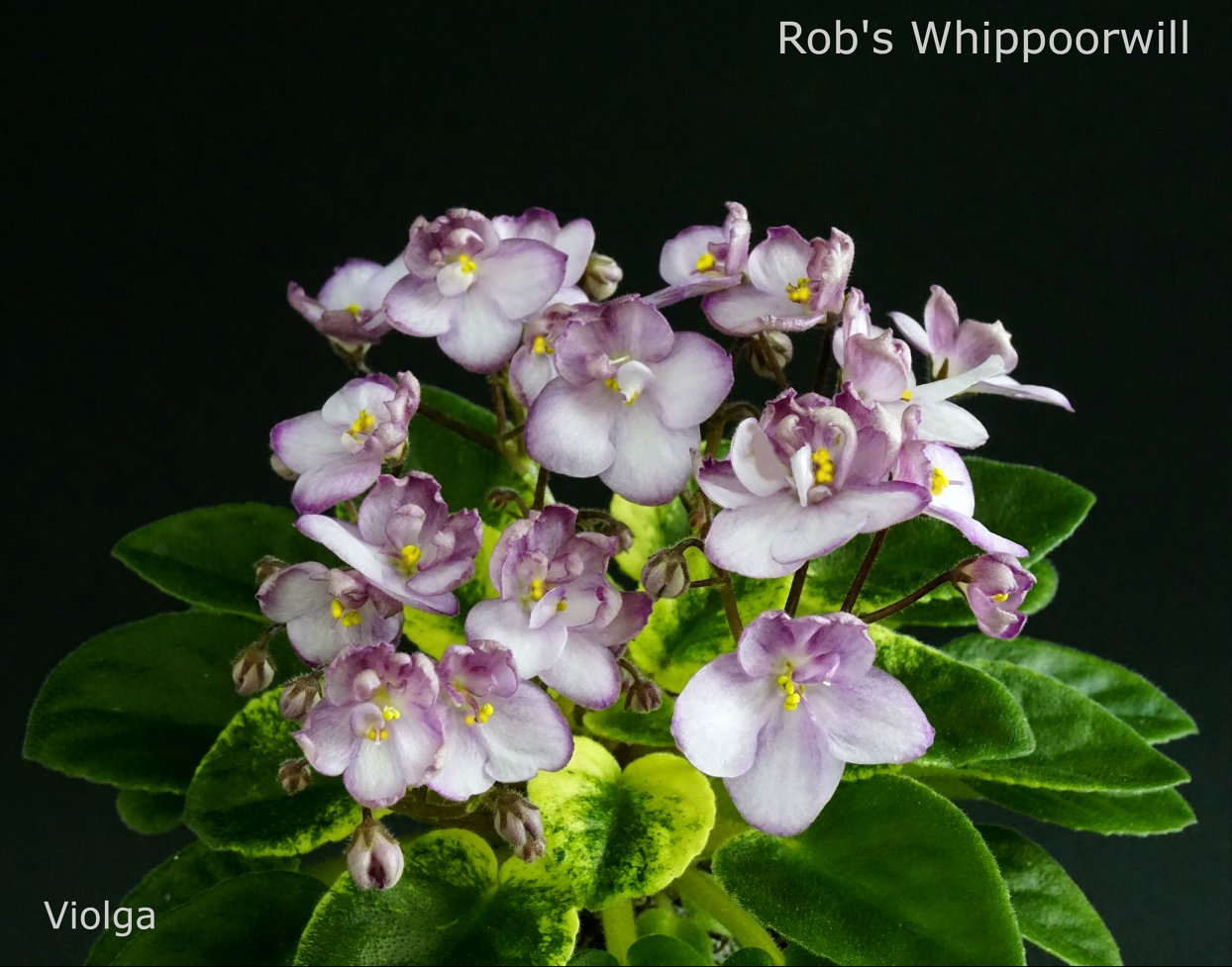 Rob's Whippoorwill (R. Robinson)