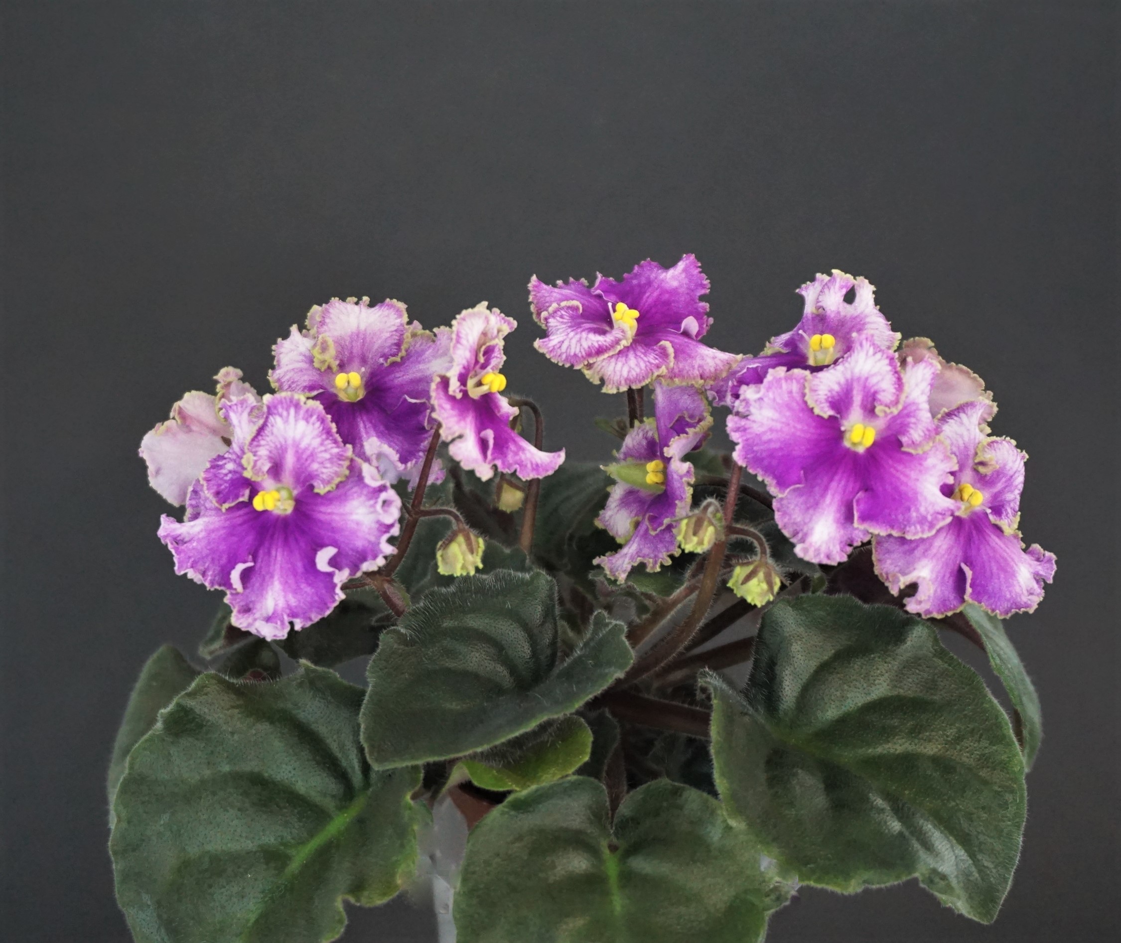 Vi-Mignolette (I.Viblaya)