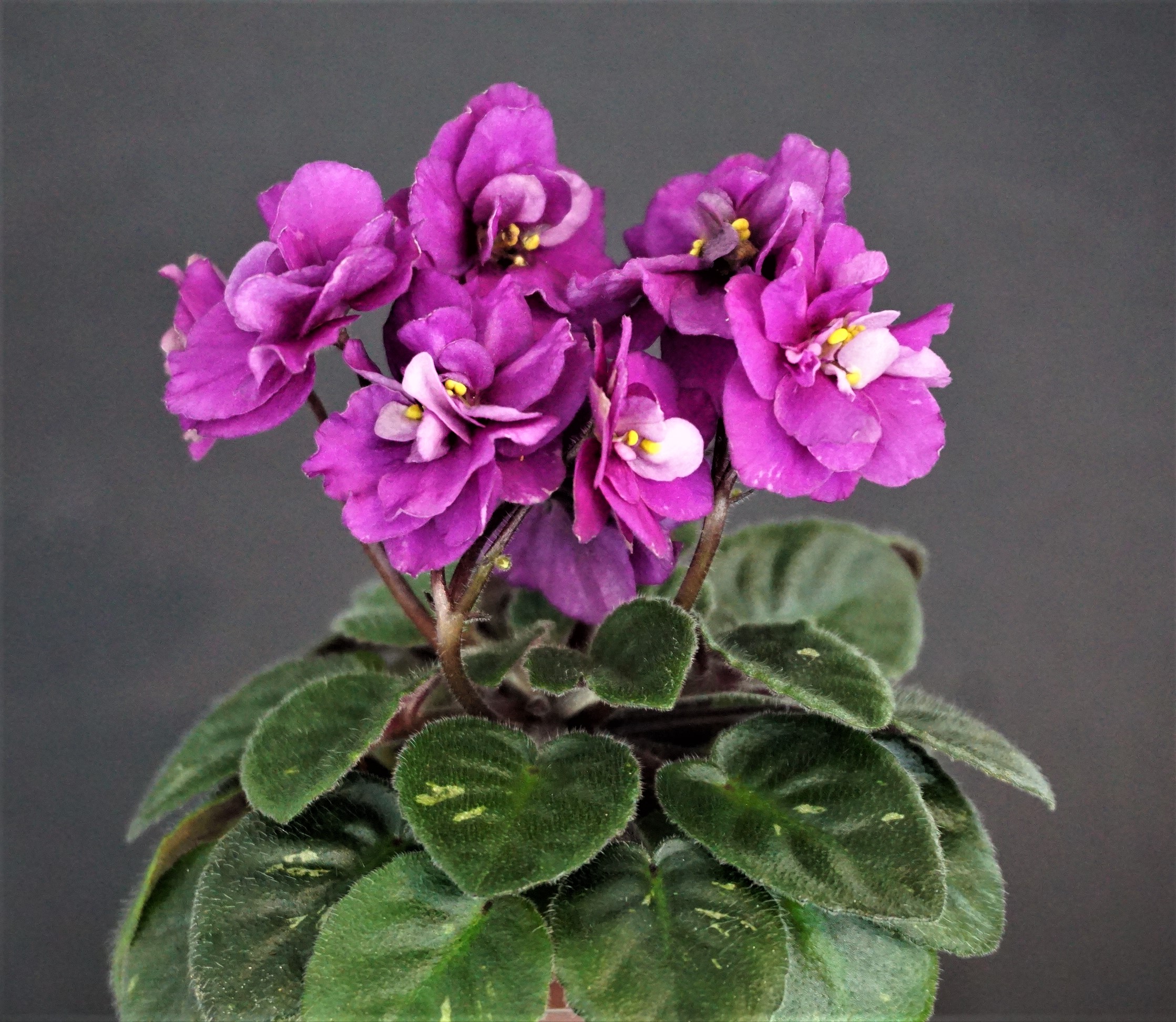 Jolly Shadow (H. Pittman)