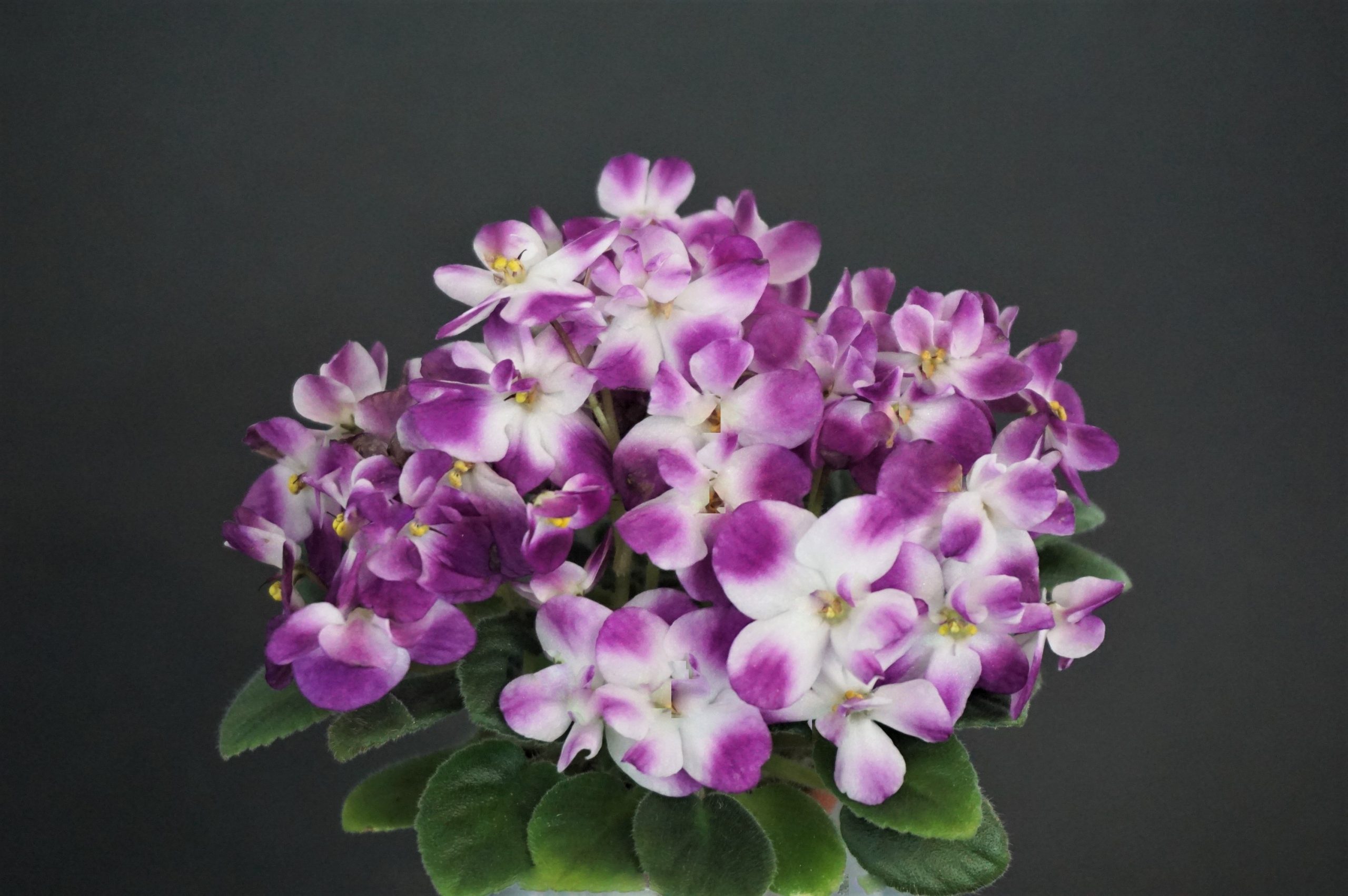 Hunter's Bella (K.Muzalewski)