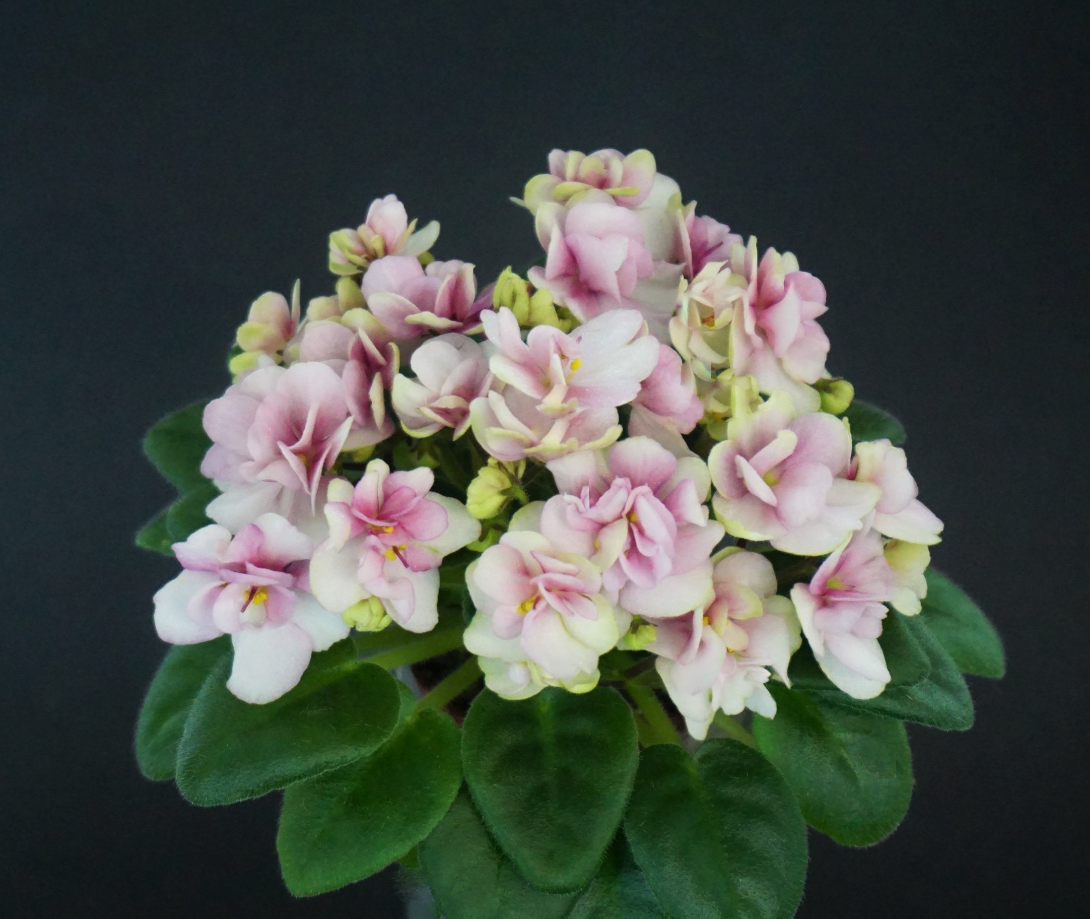 Hunter's Sweet Sakura (K.Muzalewski)