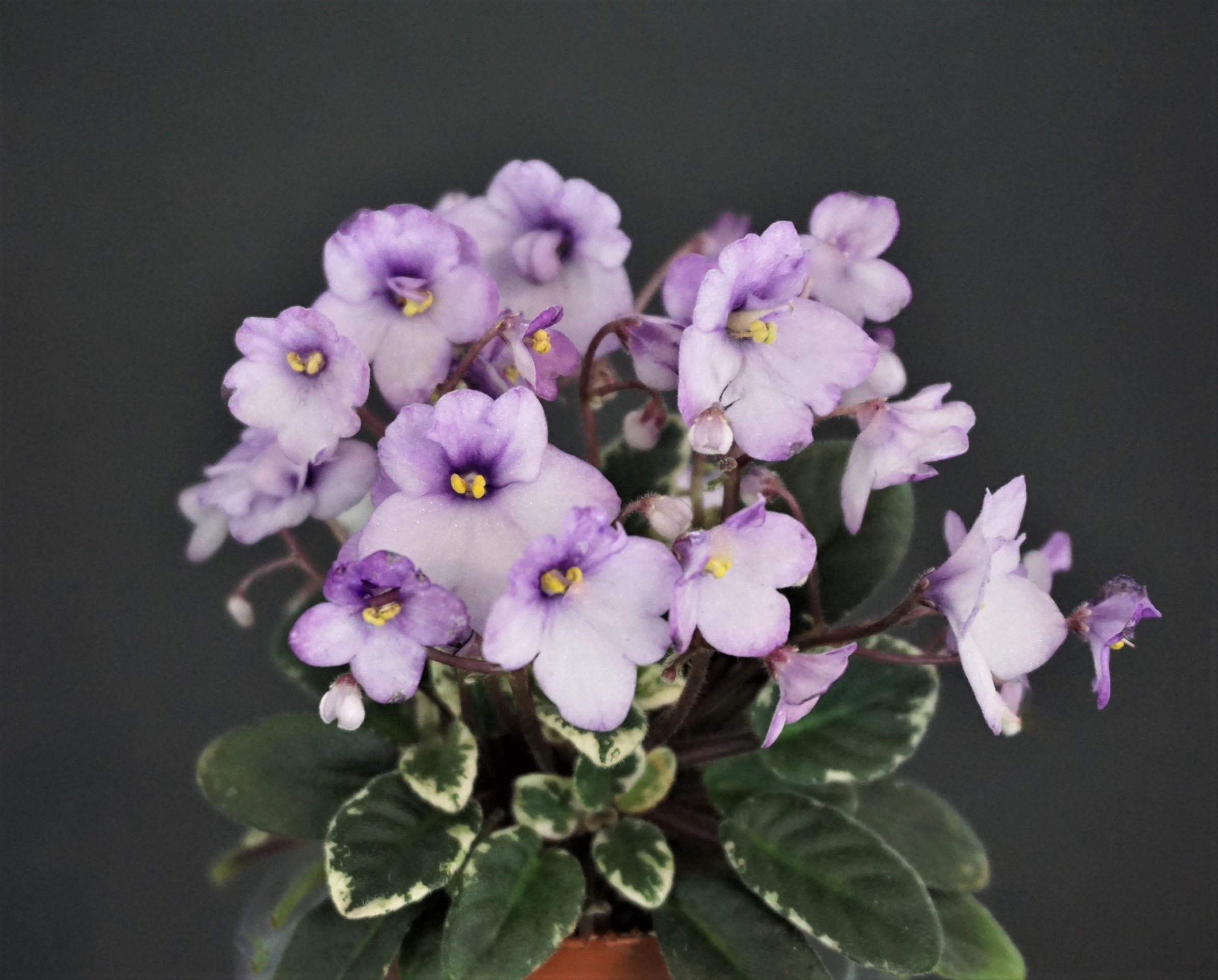 Hunter's Tiny Tulip (K.Muzalewski)