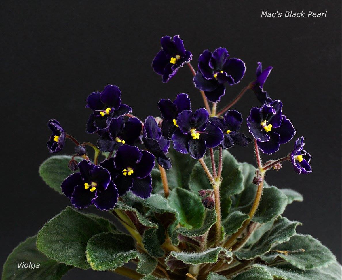 Mac's Black Pearl (G.McDonald)
