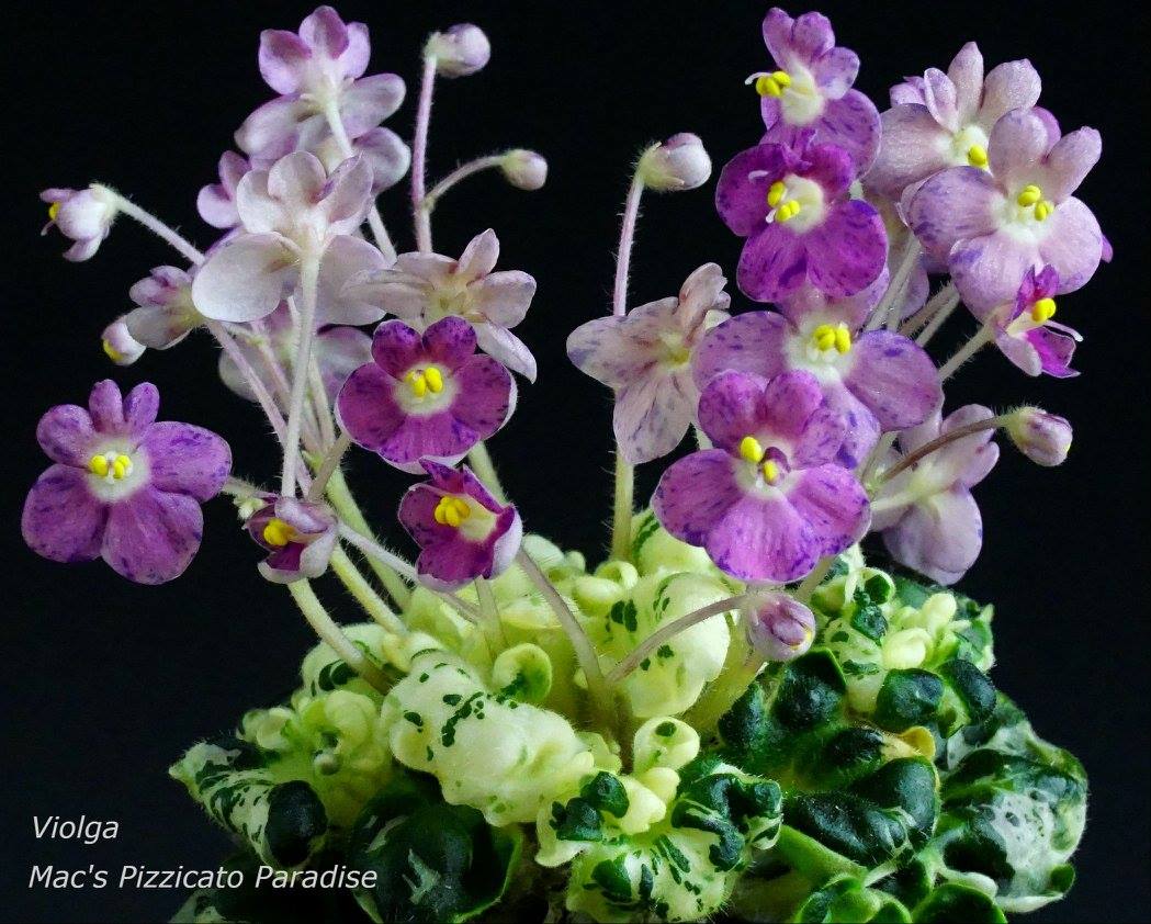 Mac's Pizzicato Paradise (G. McDonald)