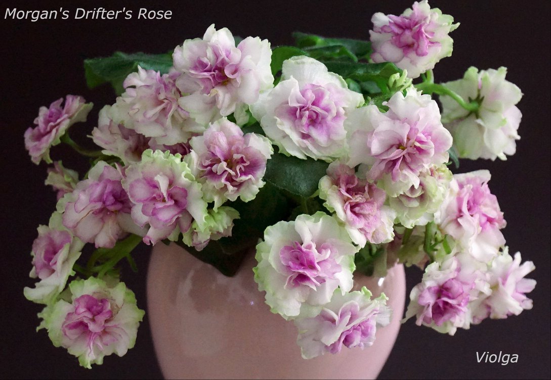 Morgan's Drifter's Rose (C. Eros)