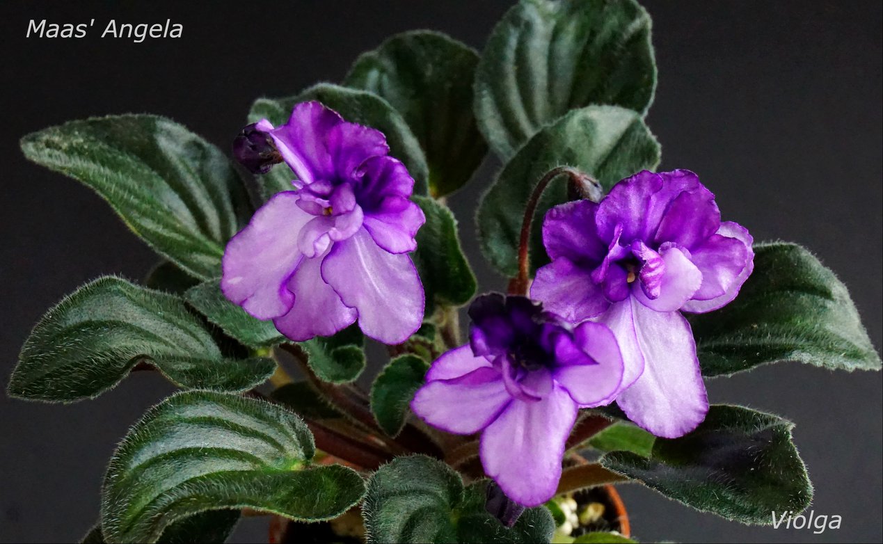 Maas` Angela (M.Maas)