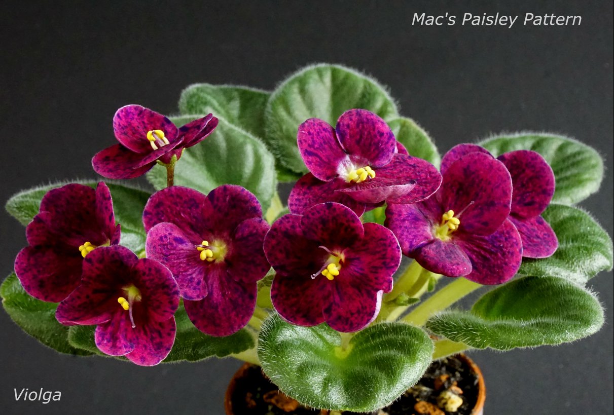 Mac's Paisley Pattern (G.McDonald)
