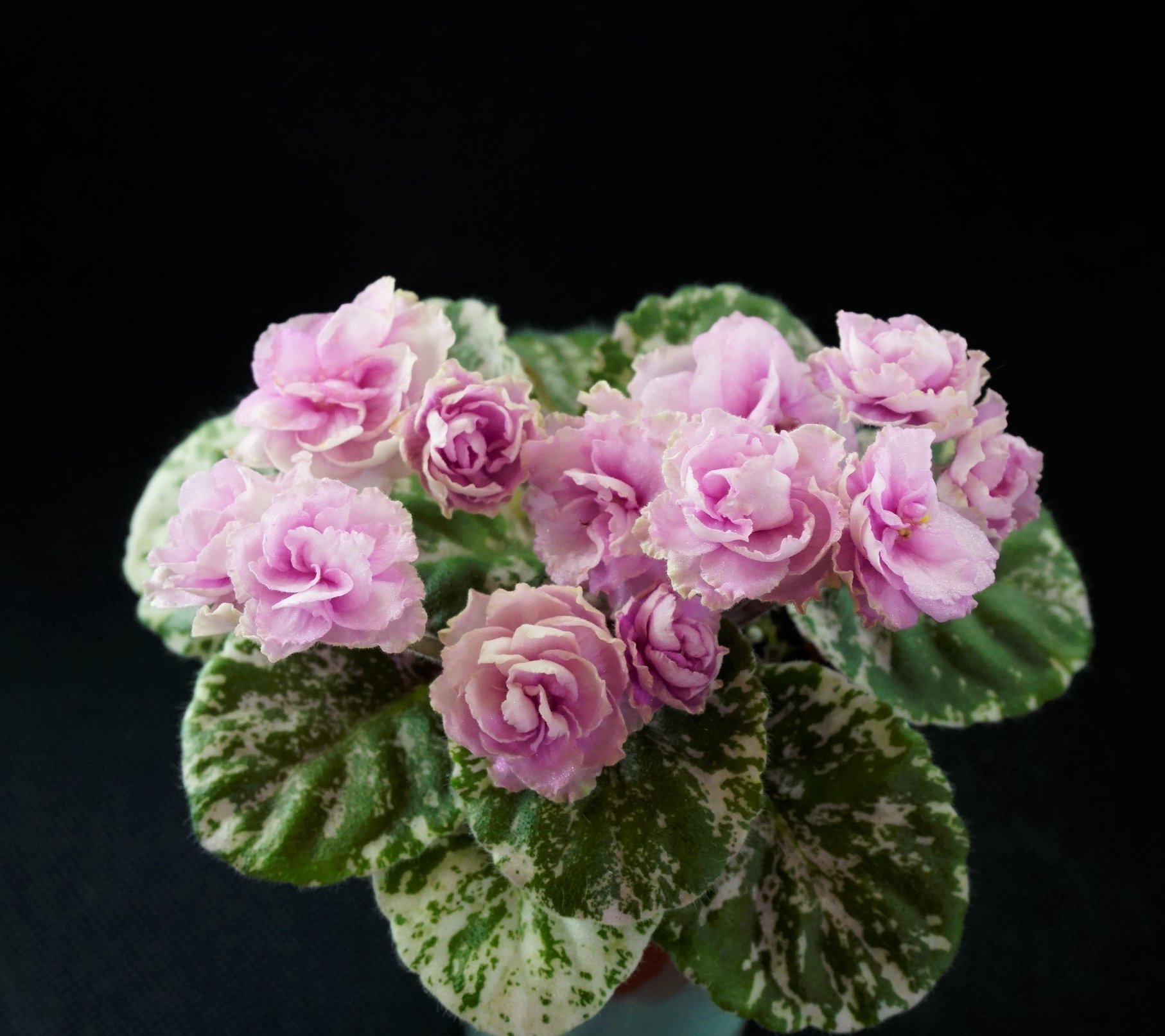 Rose Bouquet (G.T.Smith)