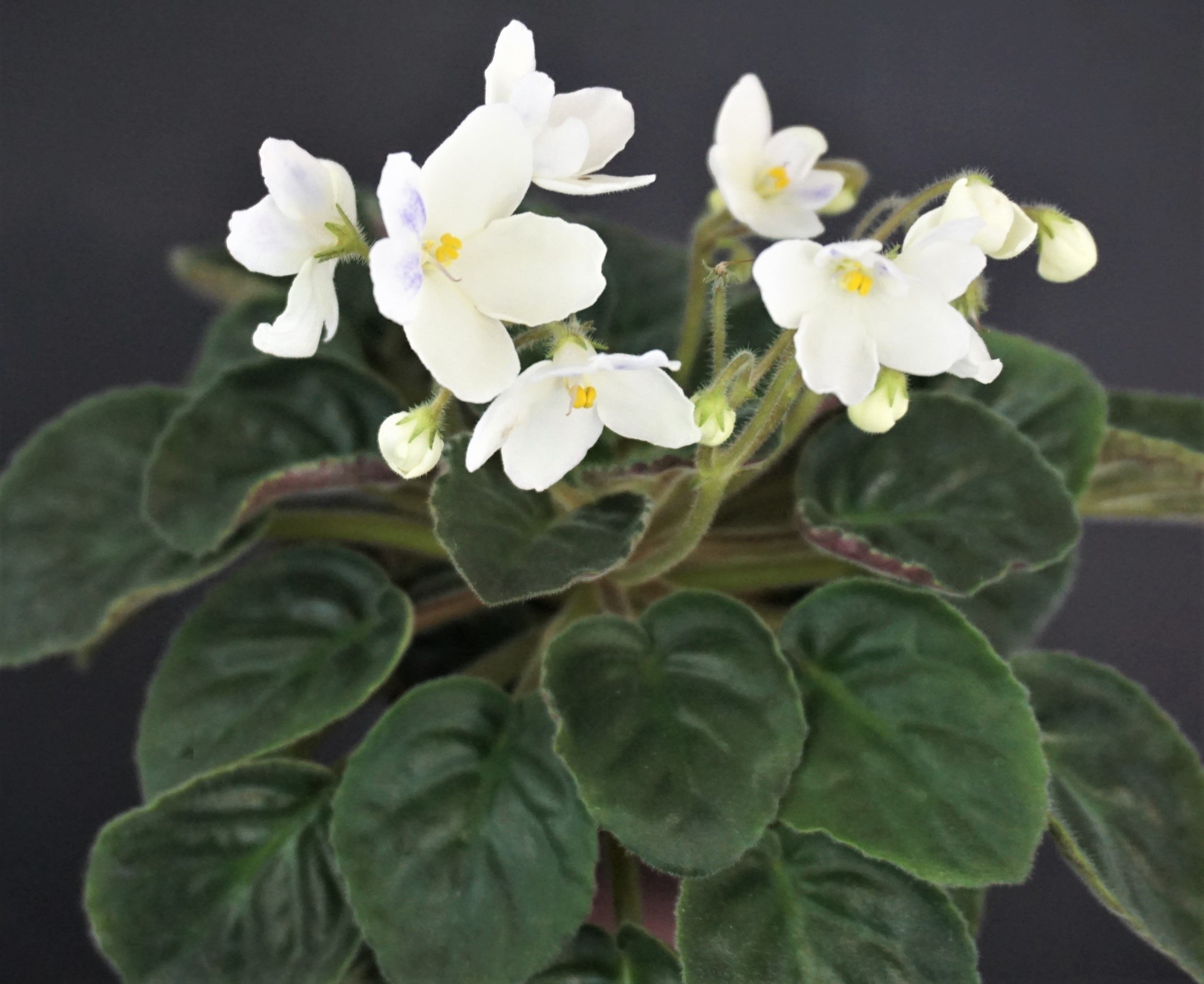 Alchemy Gold (D.Senk)
