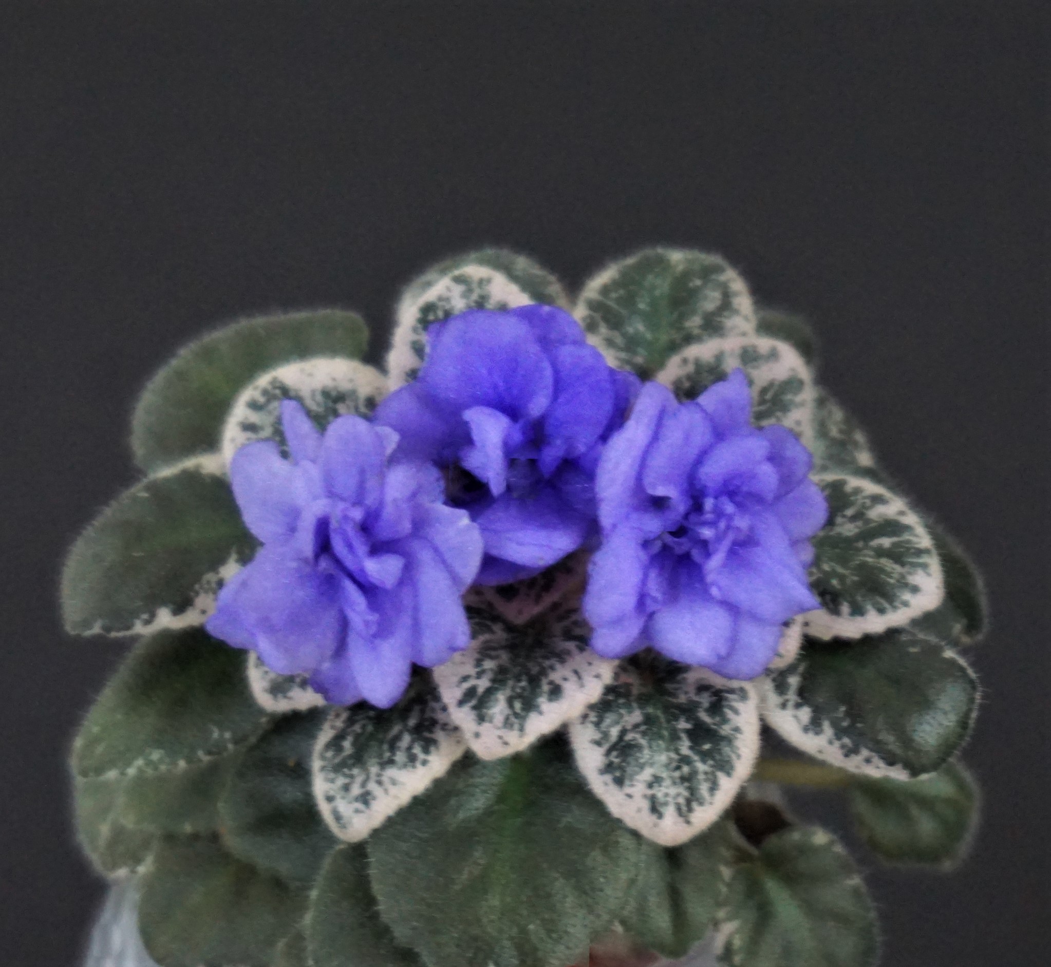 Wesley's Blueberry Fairy (W.Carter)