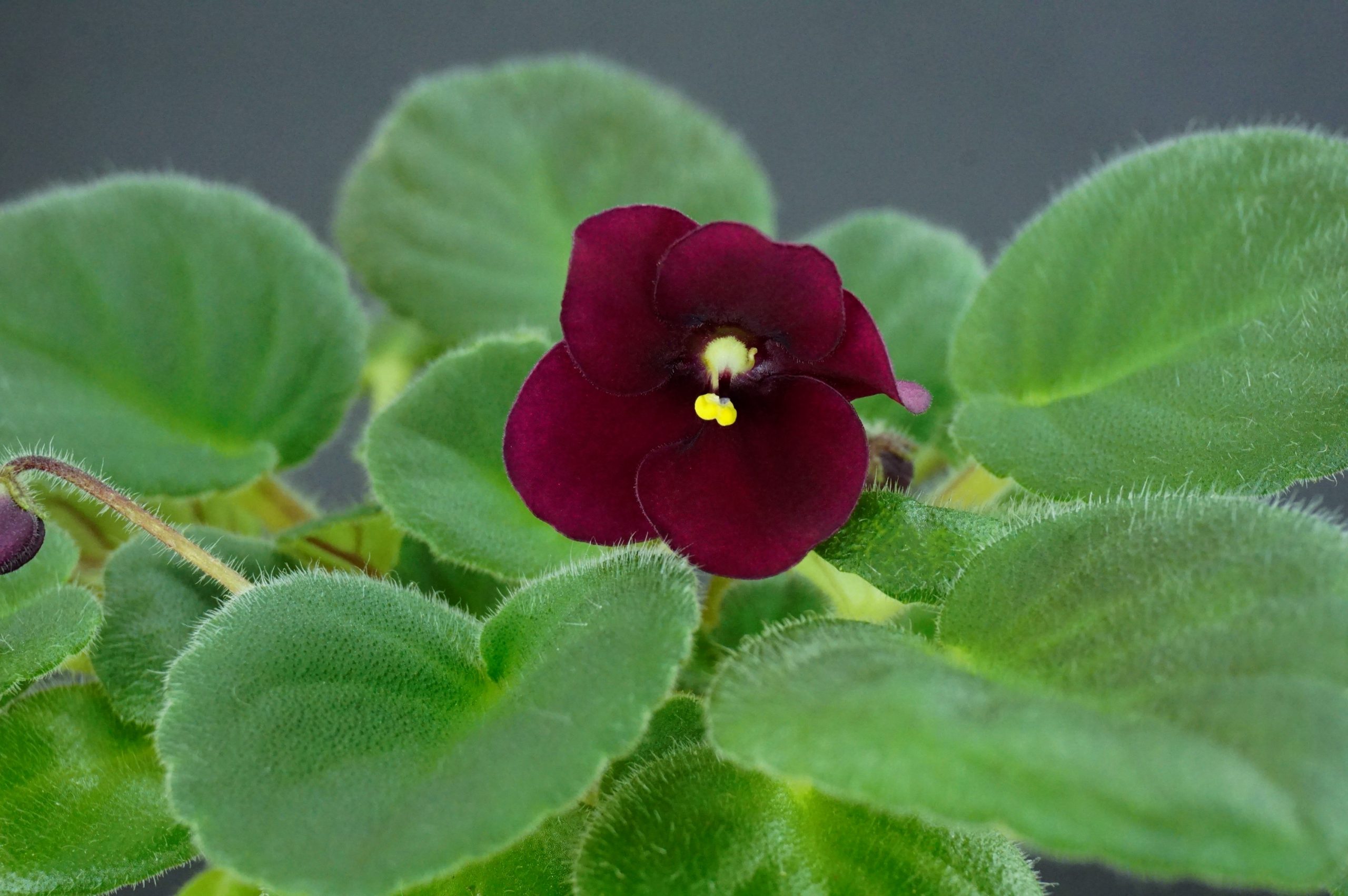 Mac's Black Jack (G.McDonald)