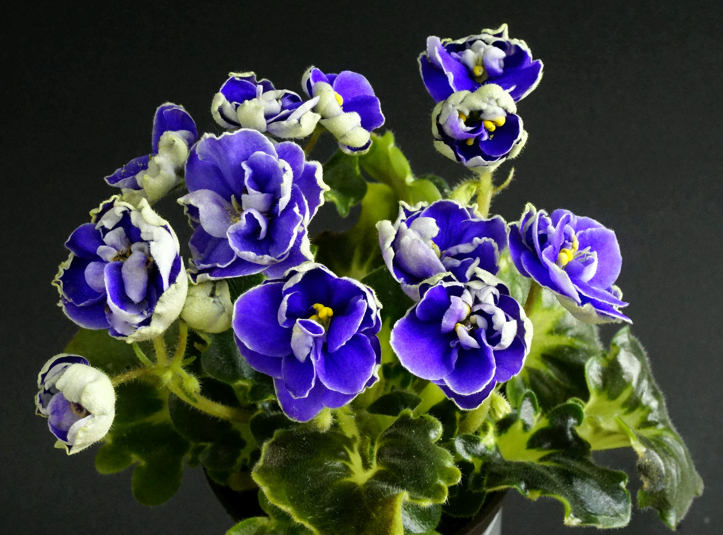 Rob's Lilliputian (R. Robinson)