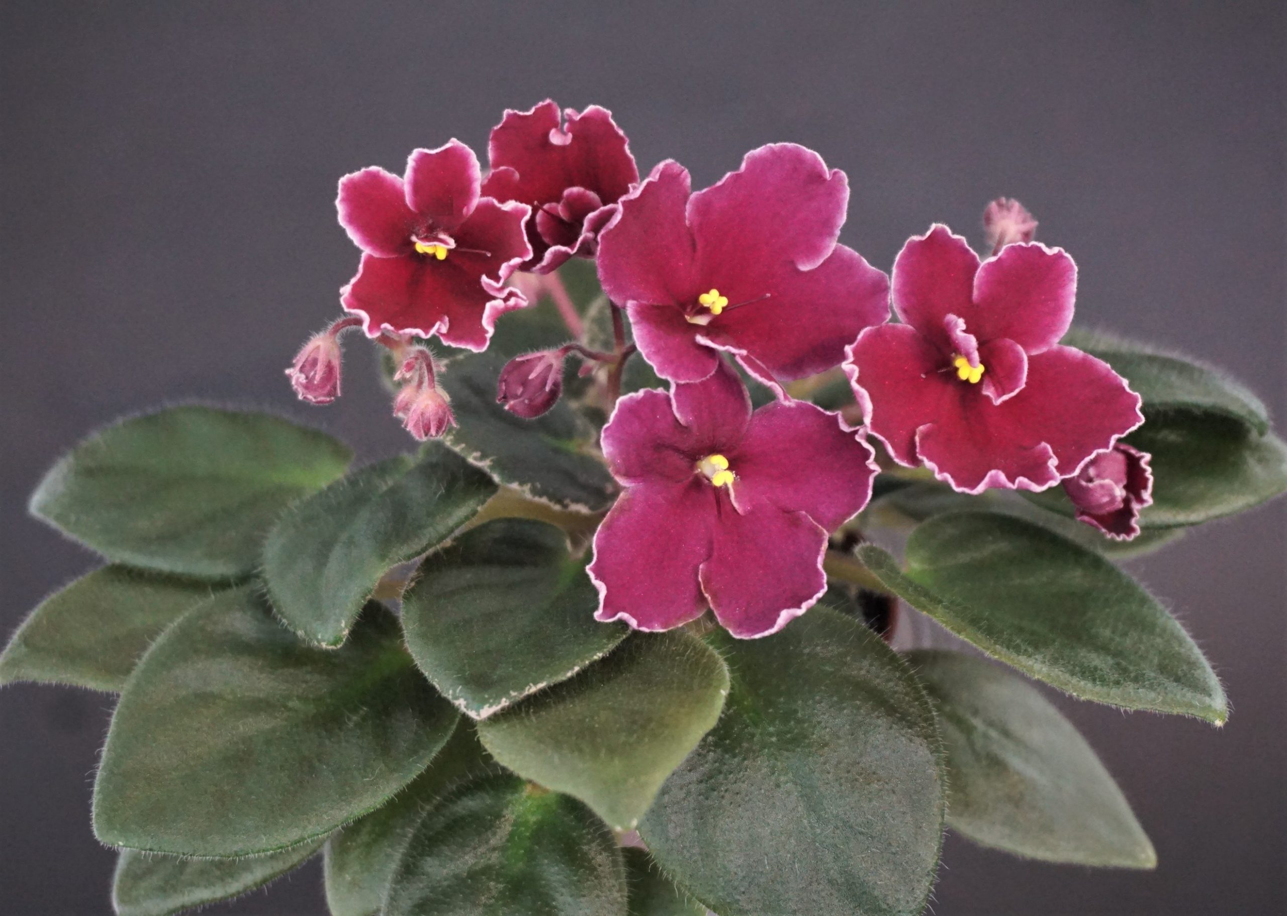 Mac's Exquisite Extravaganza (G.McDonald)