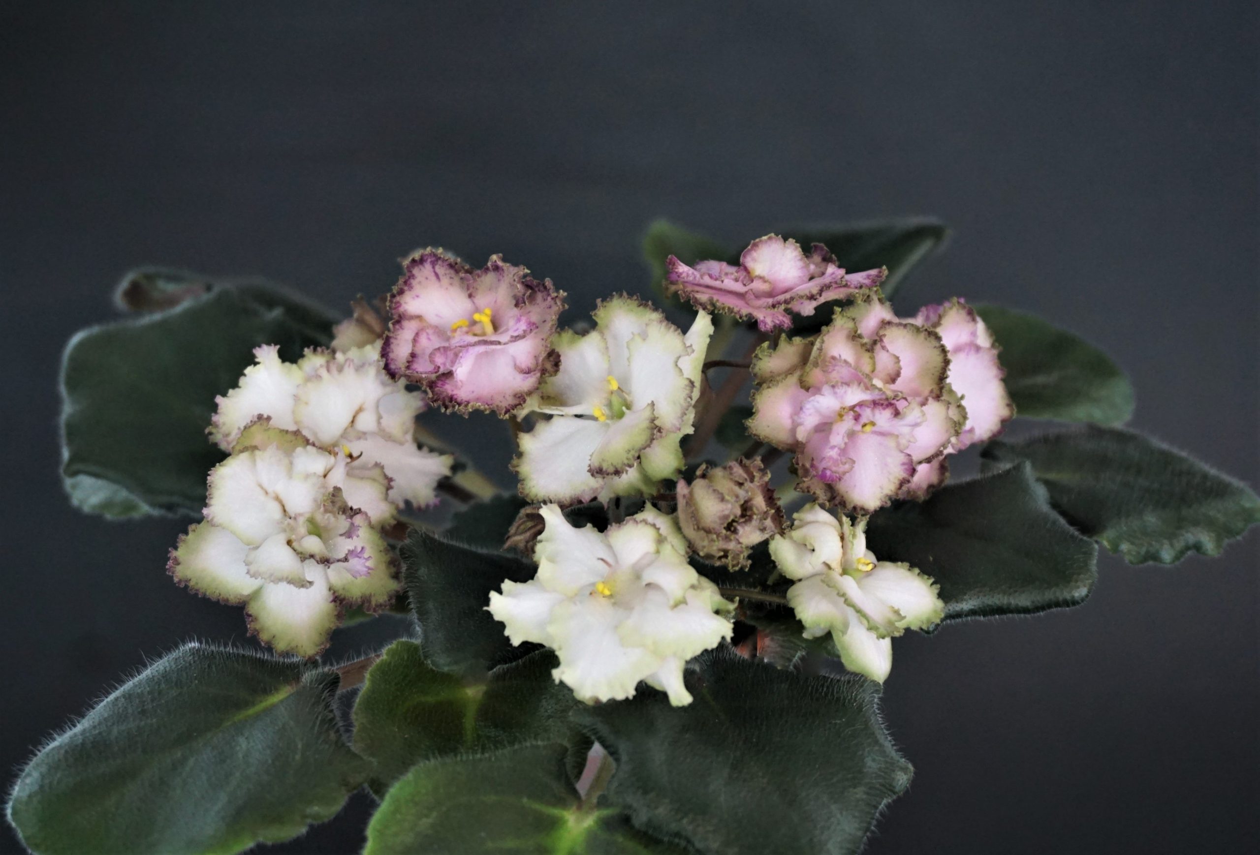 Morgan's Blast of Bronze (C. Eros)