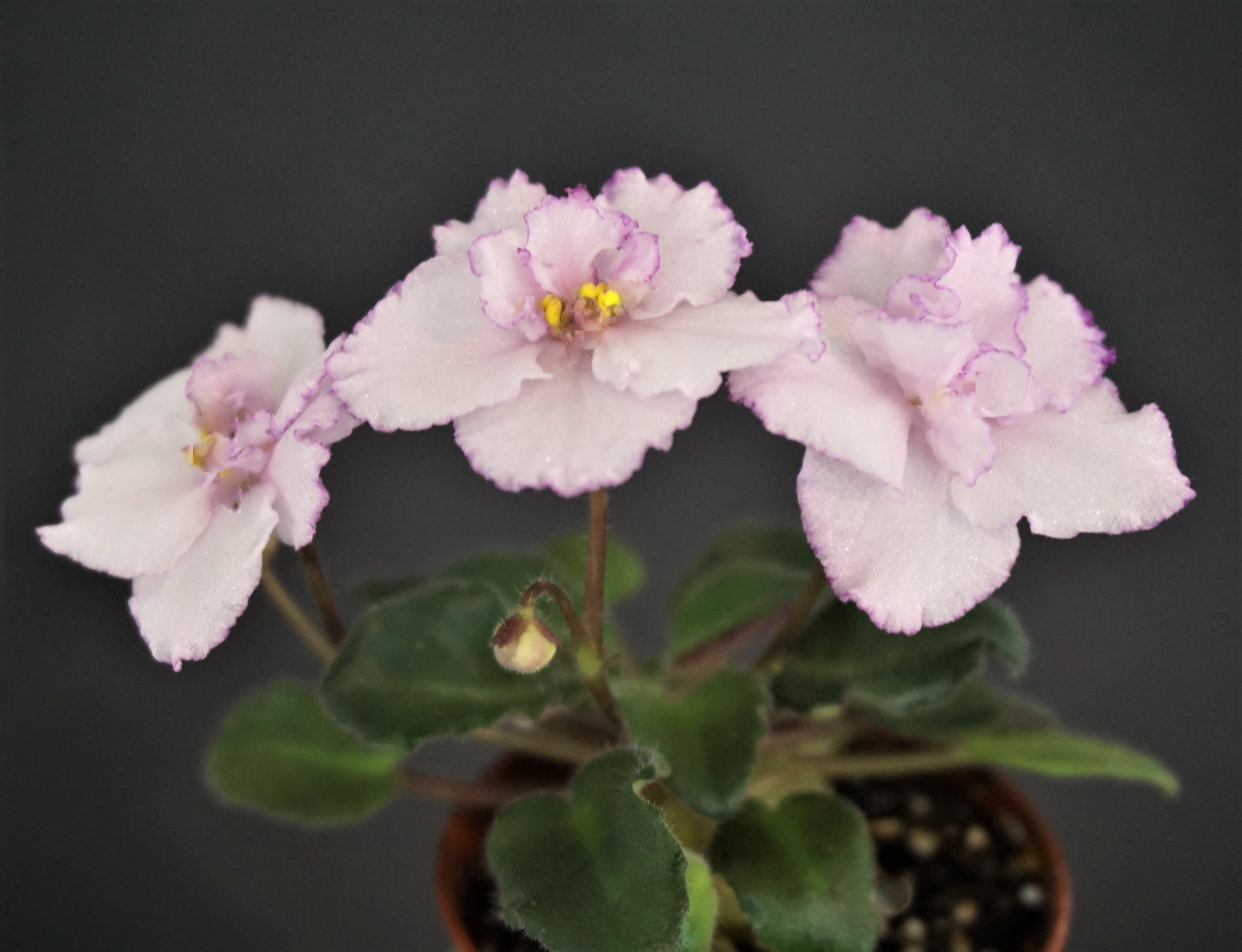 Morgan's Katundra (C. Eros)