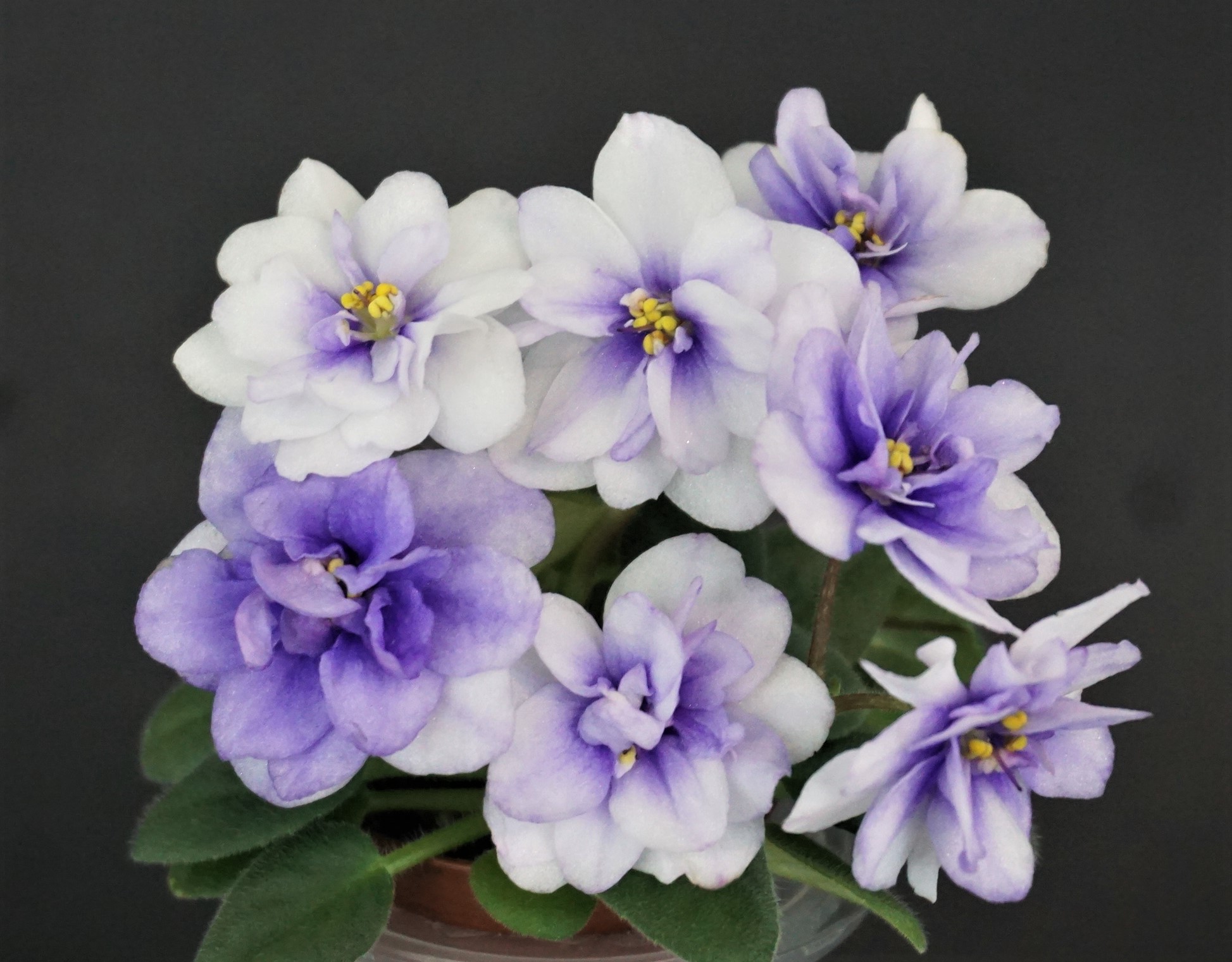Orchard`s Purple Haze (R.Wilson)