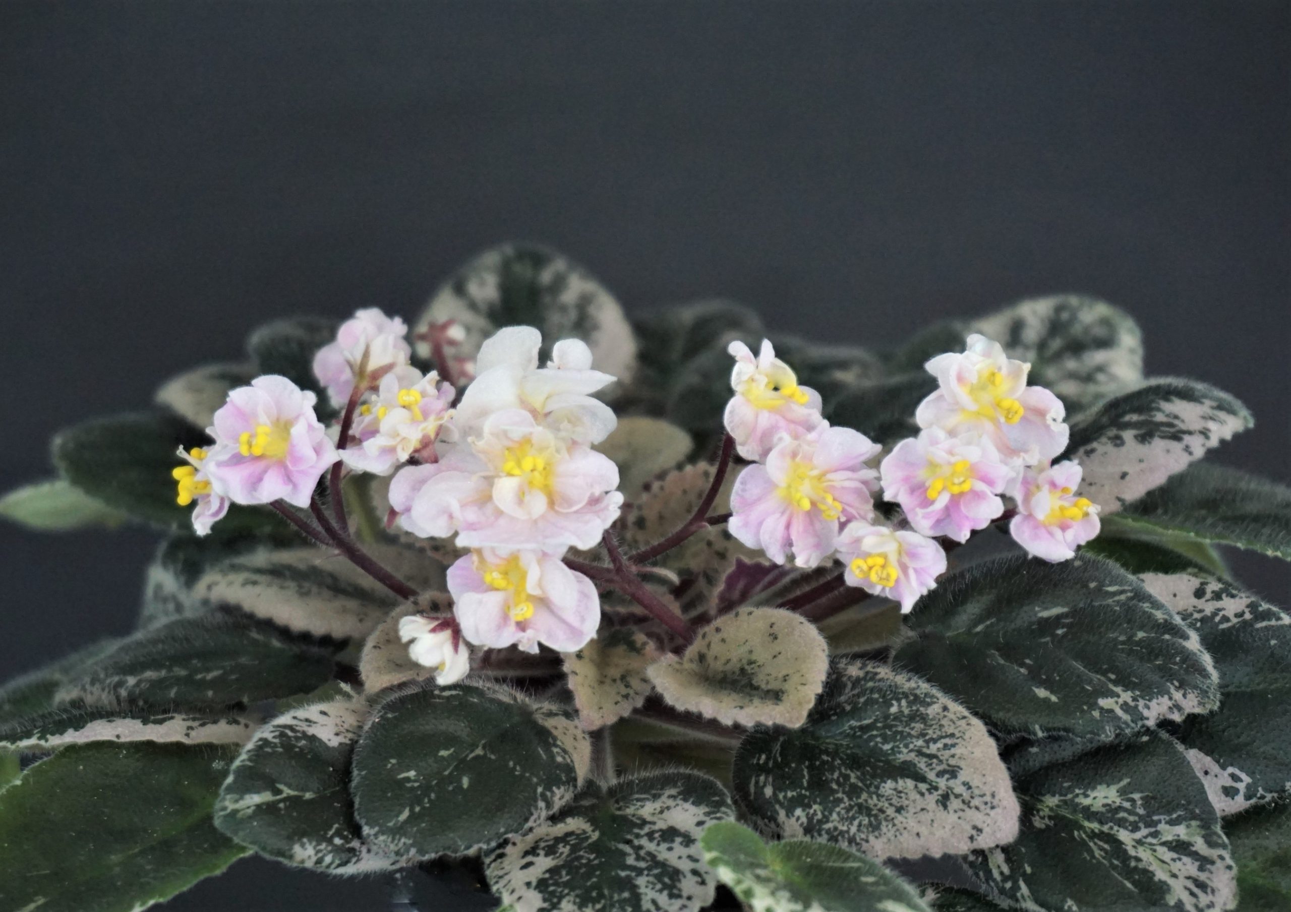 Shirl's Pearl Pink (S.Sanders)
