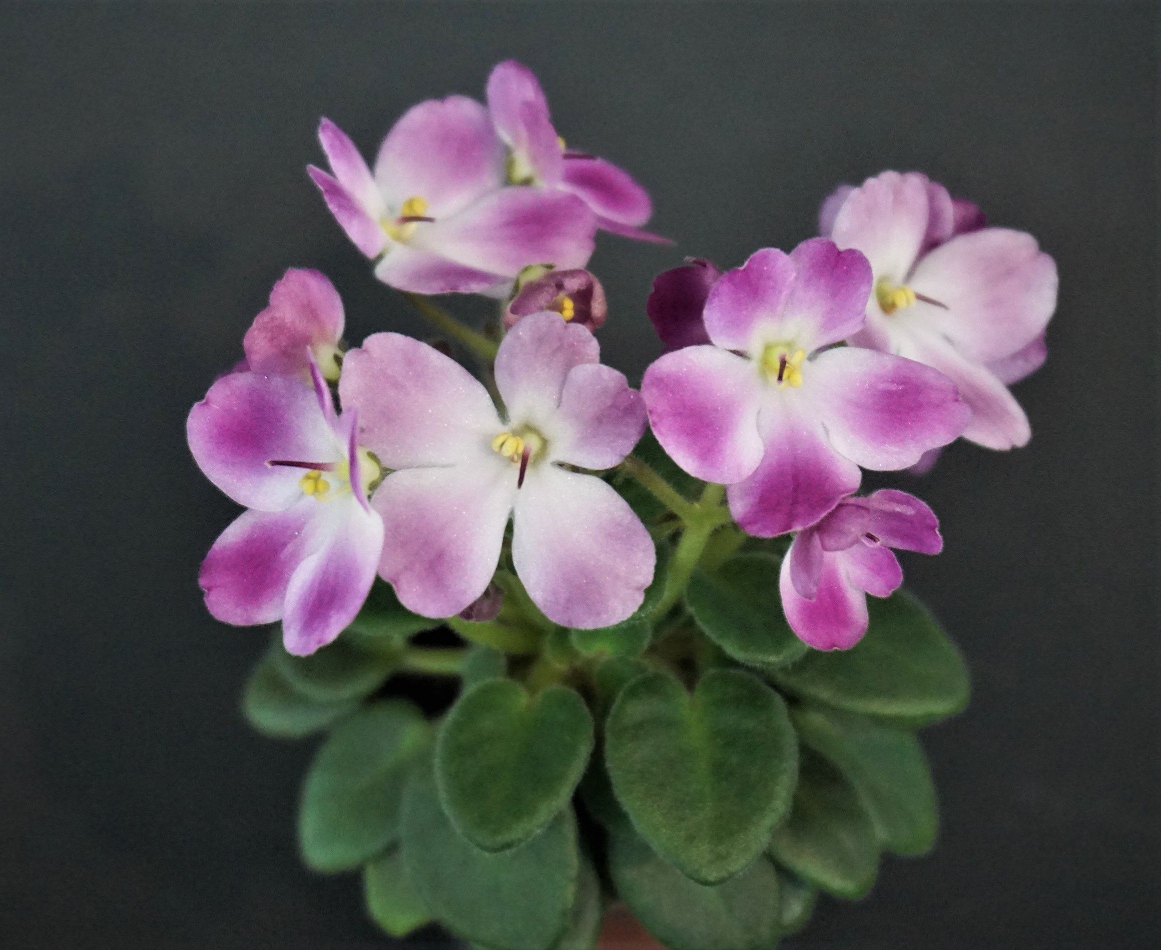 Hunter's Collar Lipstick (K.Muzalewski)