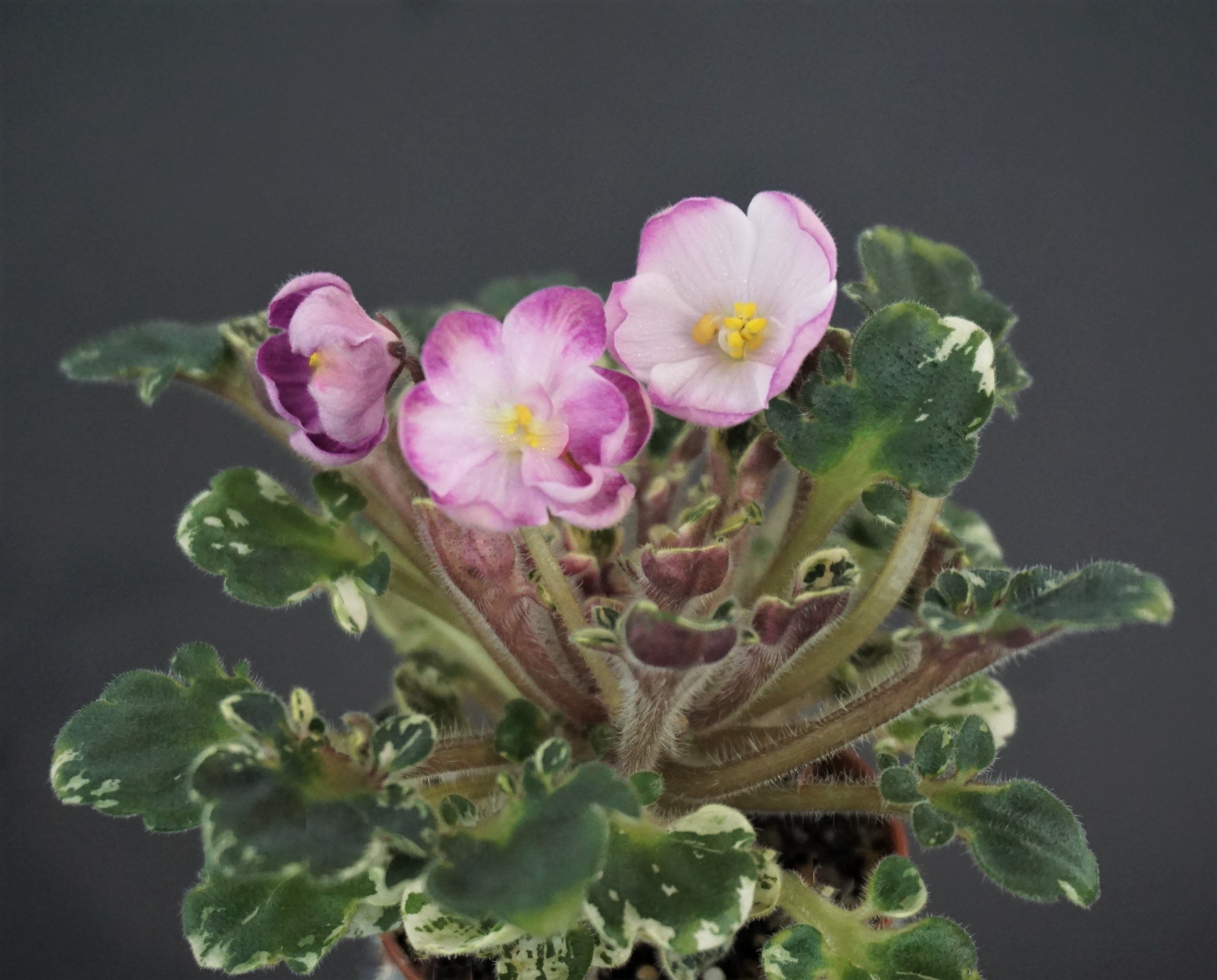 Strawberry Girl (N.Johnston)