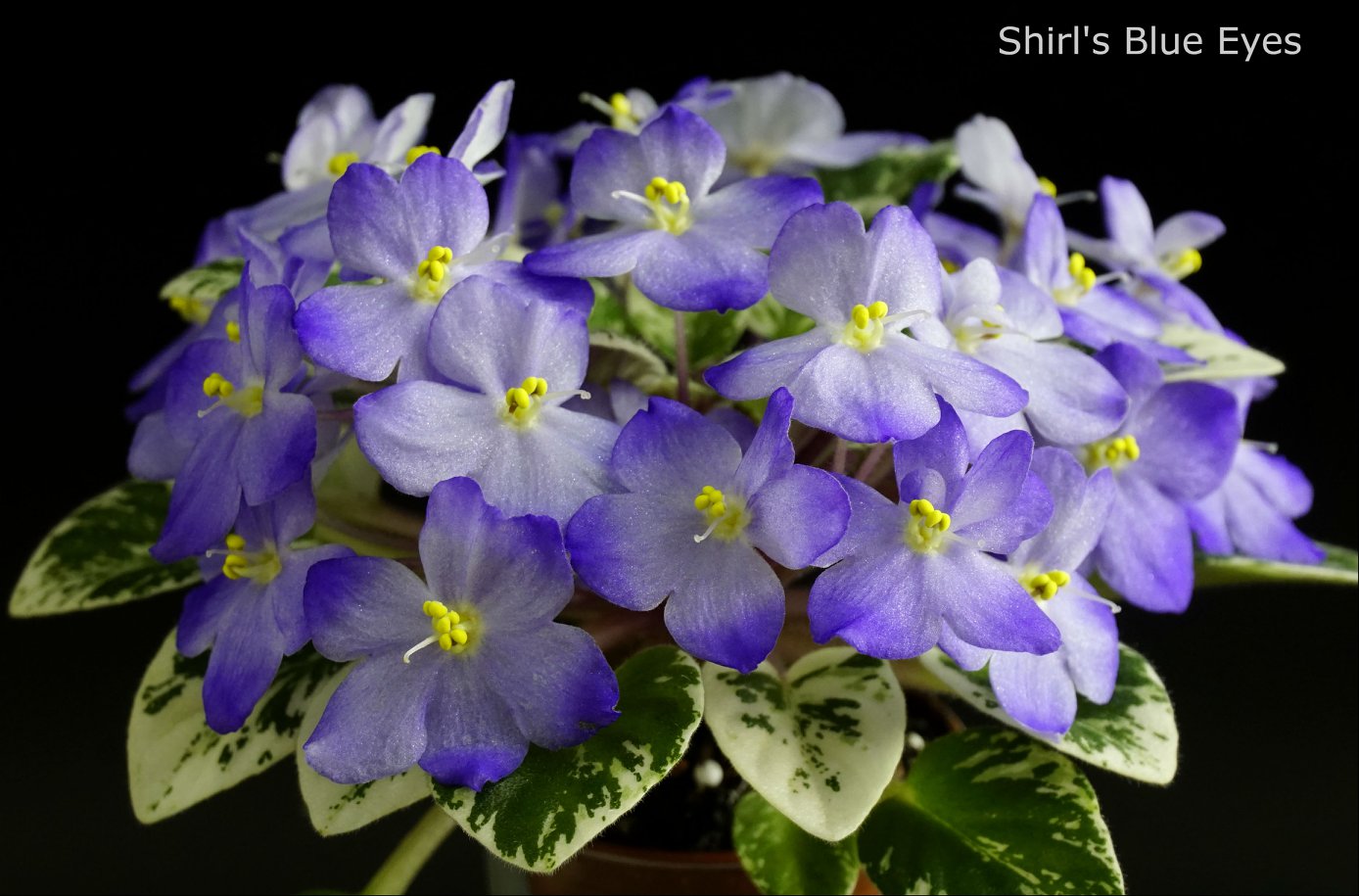 Shirl's Blue Eyes (S.Sanders)