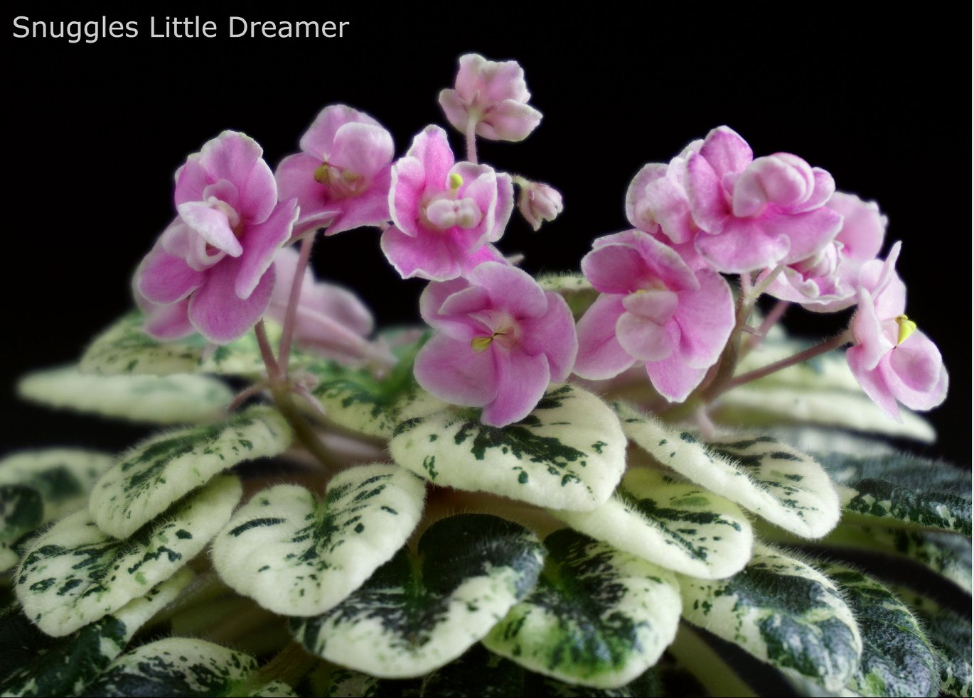 Snuggles Little Dreamer (S.Sorano)