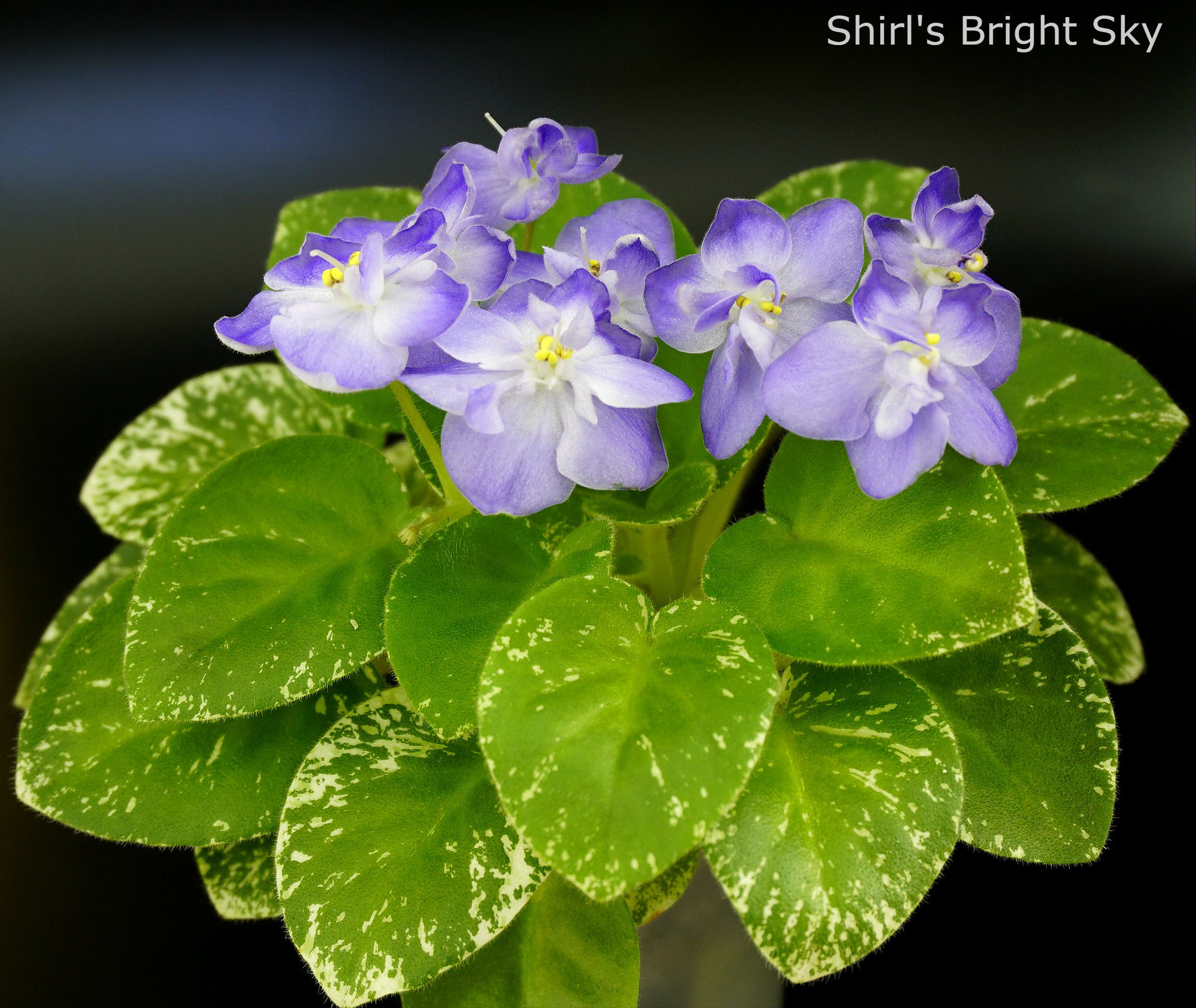Shirl's Bright Sky (S.Sanders)