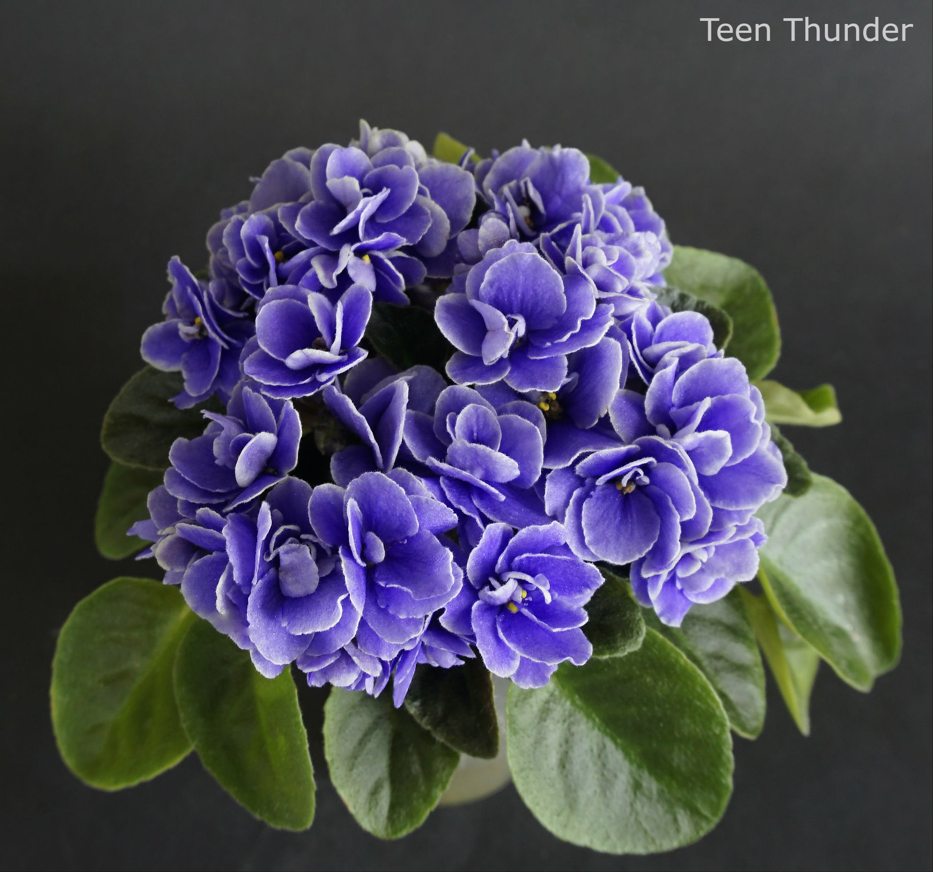 Teen Thunder (H.Pittman)