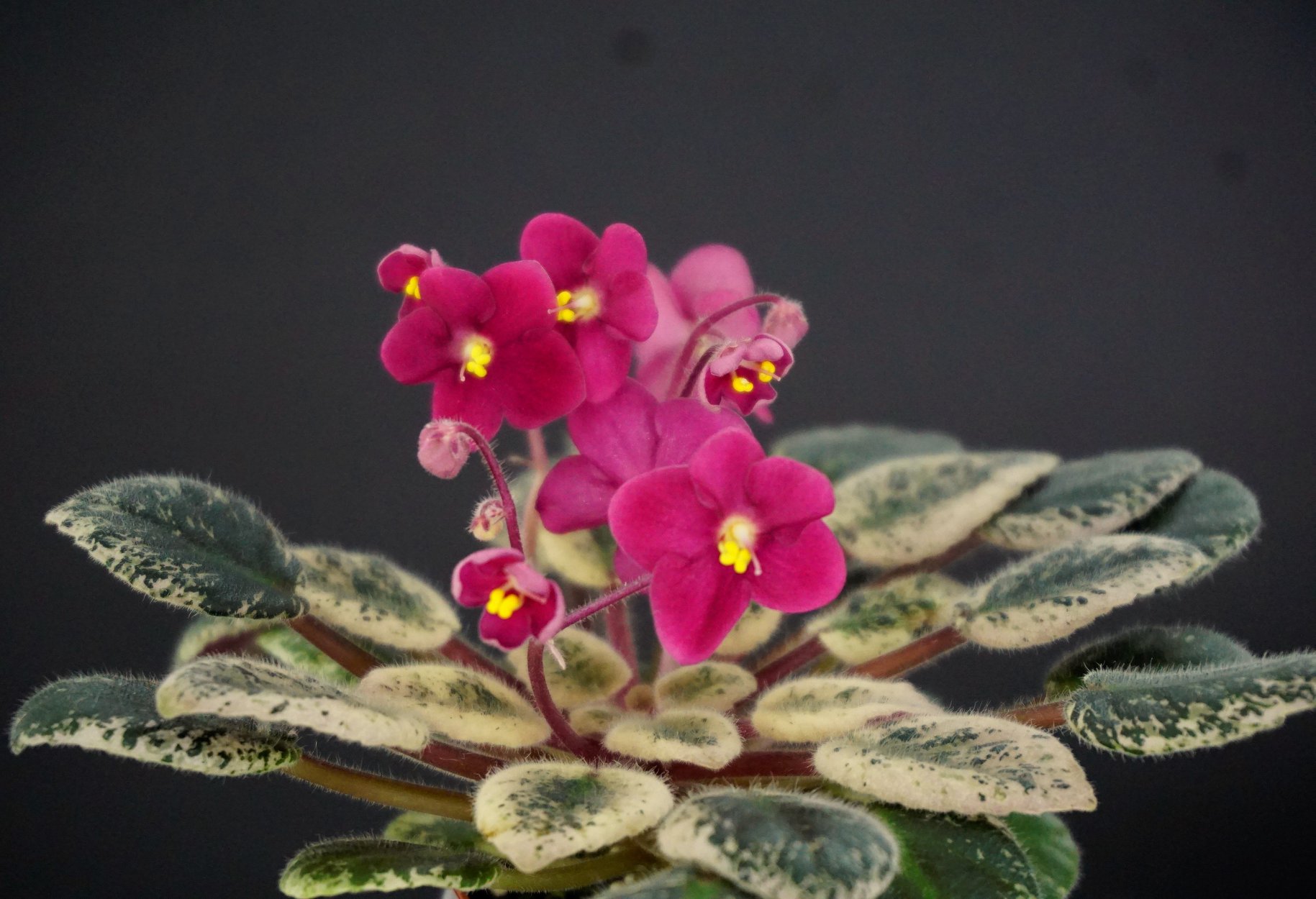 Mac's Coral Cutie (G.McDonald)