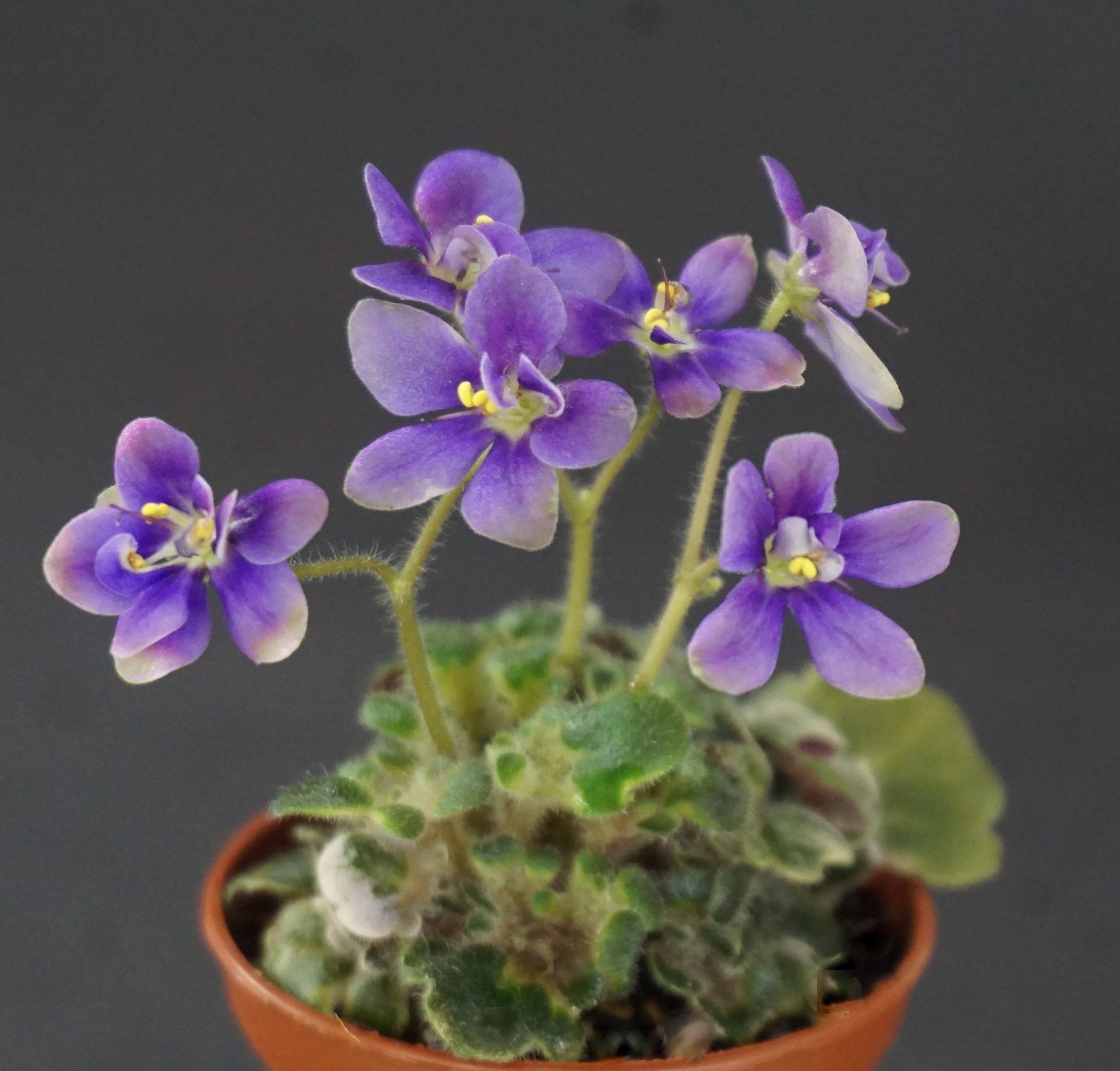 Senk's Wild Thing (R.Follett/D.Senk)