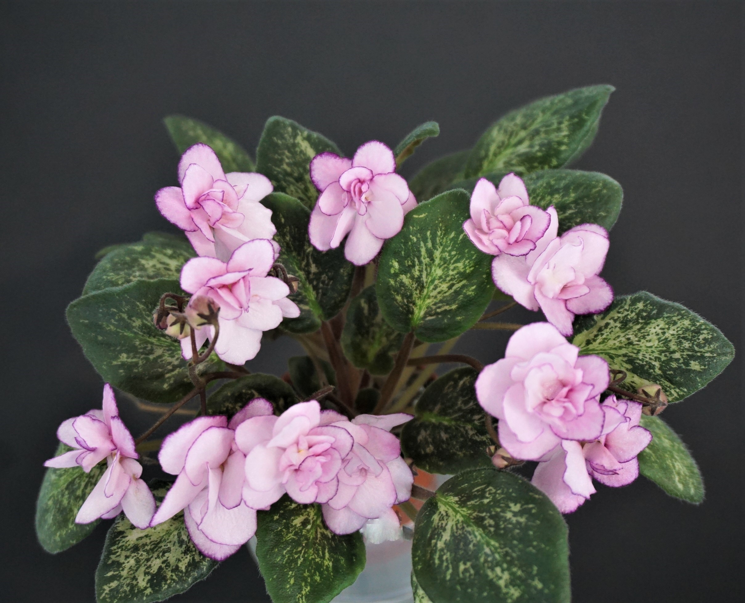 Lilian Sparkler (E.Champion)