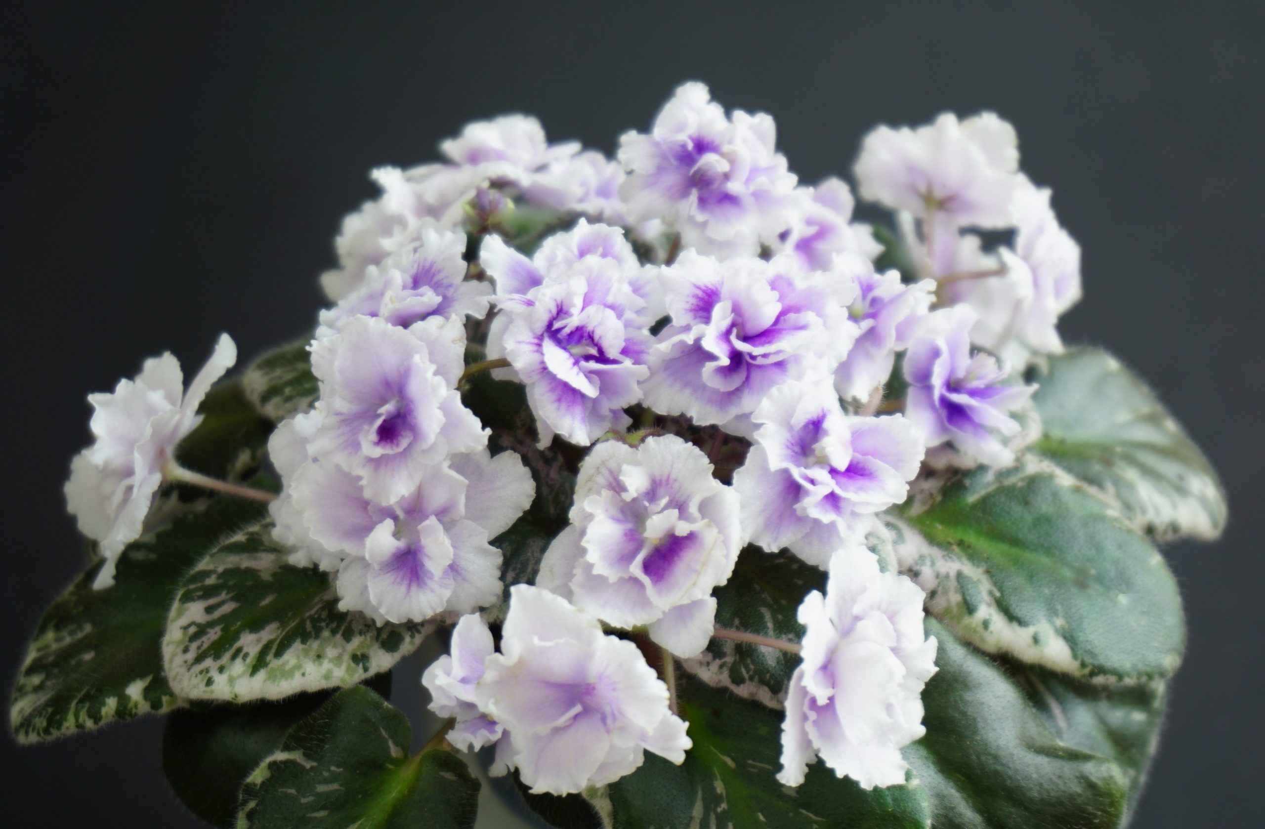 Mac's Jubilant Jamboree (G.McDonald)