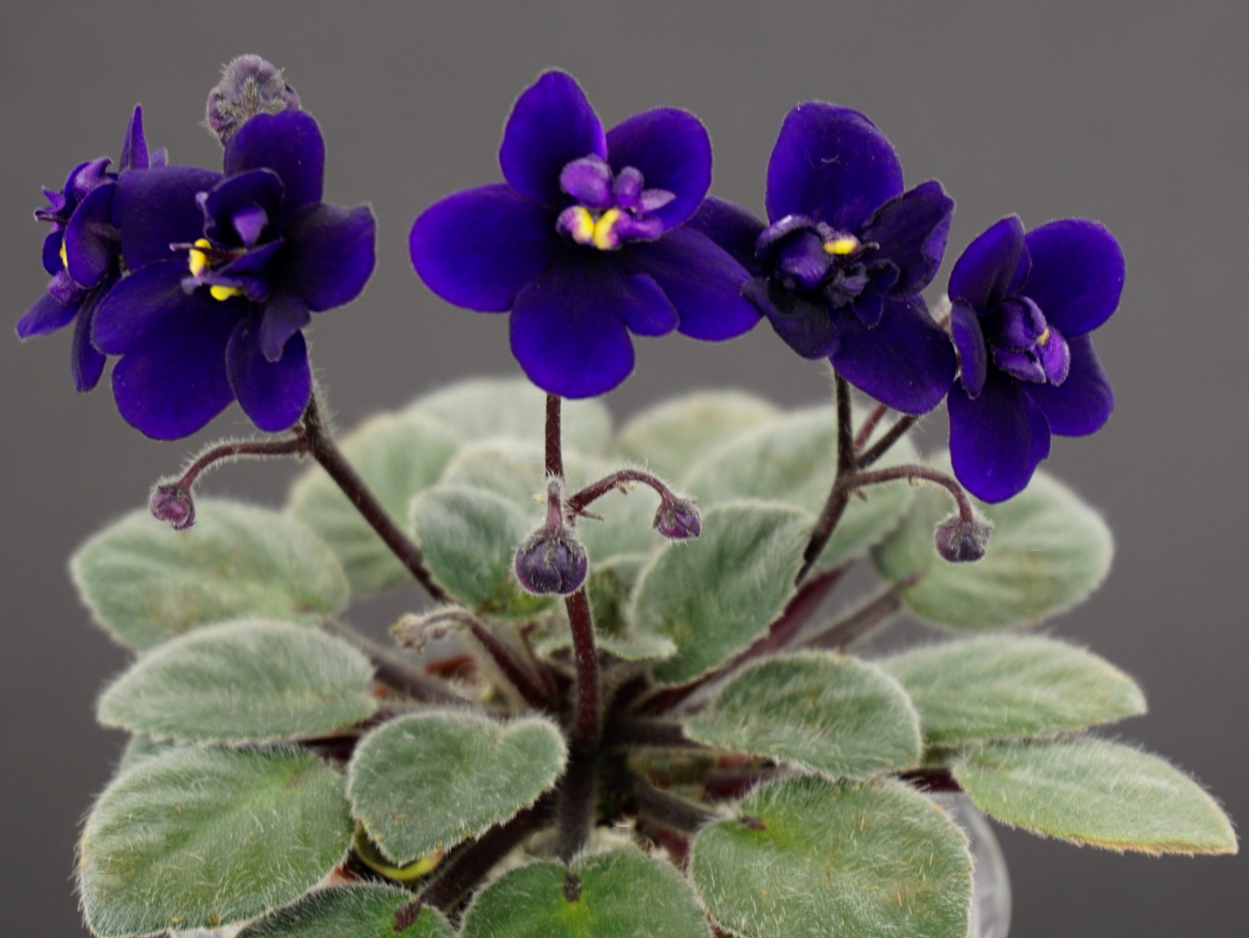 Indigo Doll (S.Sorano)