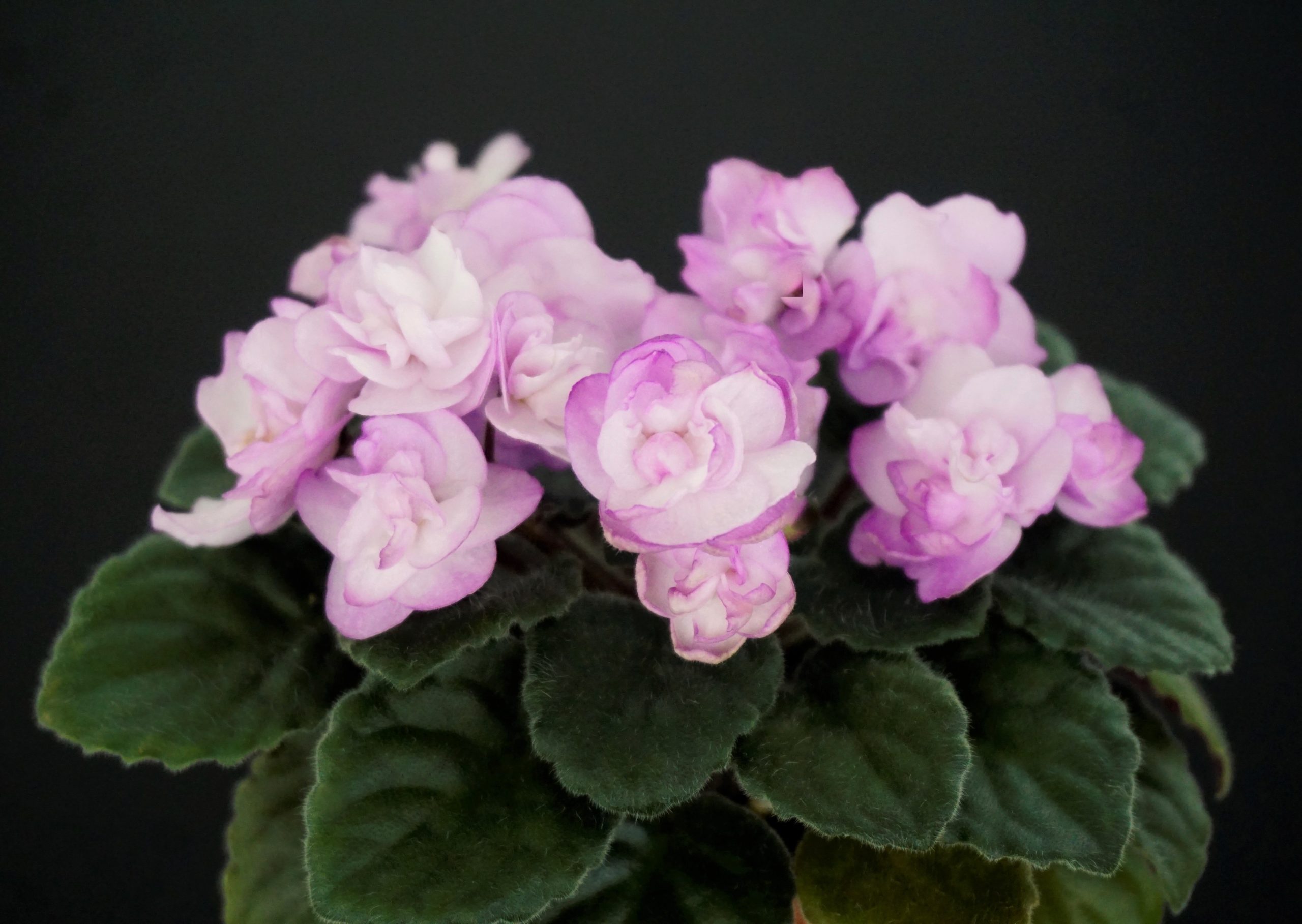 Ness' Satin Rose (D. Ness)