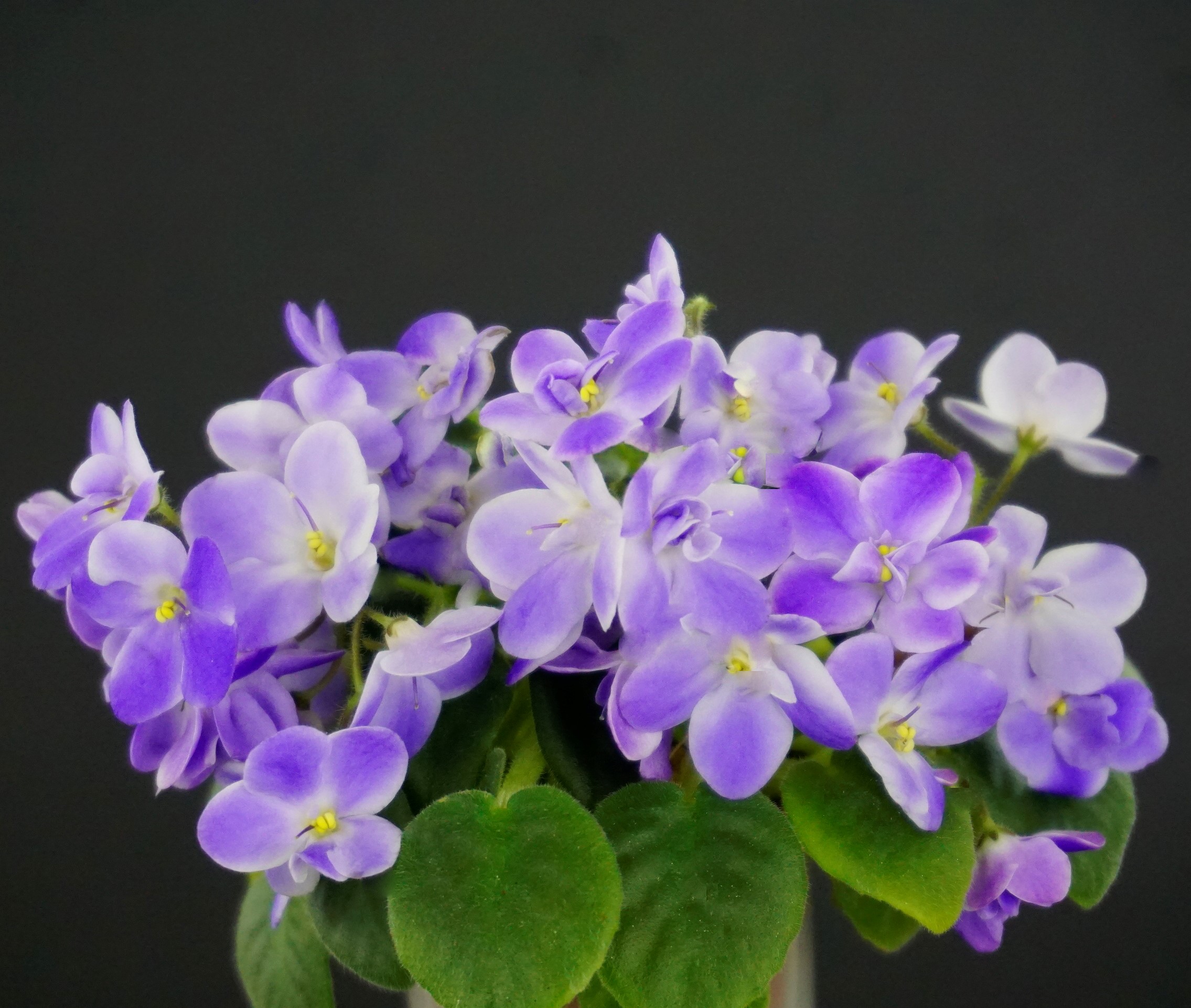 Morgan's Fool's Thin Air (C. Eros)