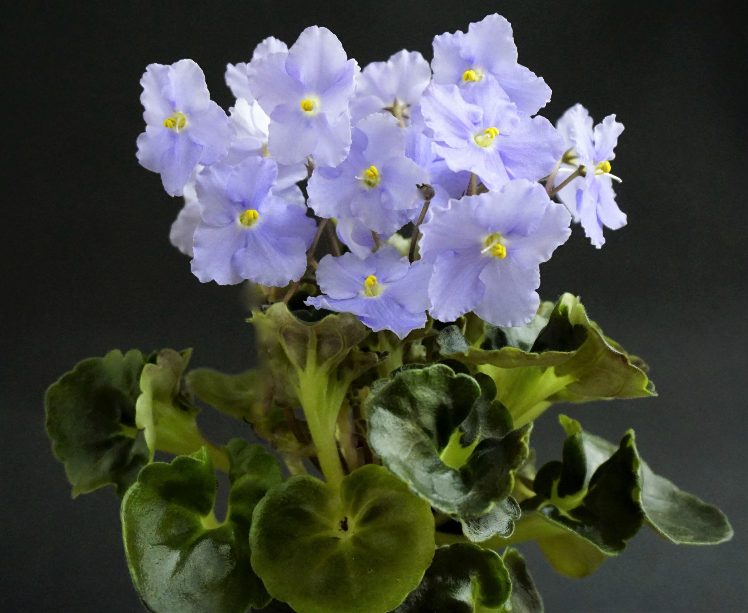 Pastel Princess (D. Lamphere/LLG)