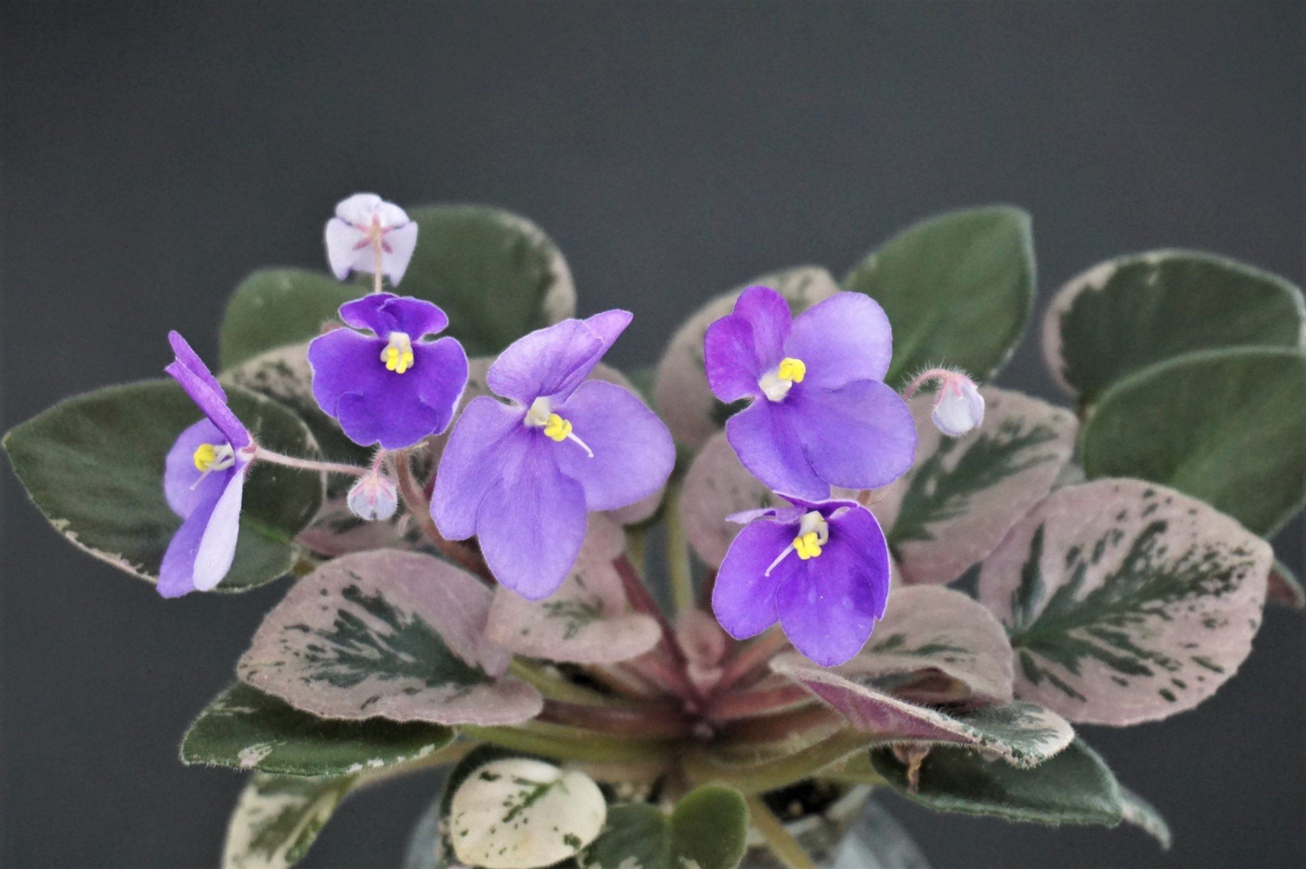 Shirl's Grape Lollipop (S.Sanders)